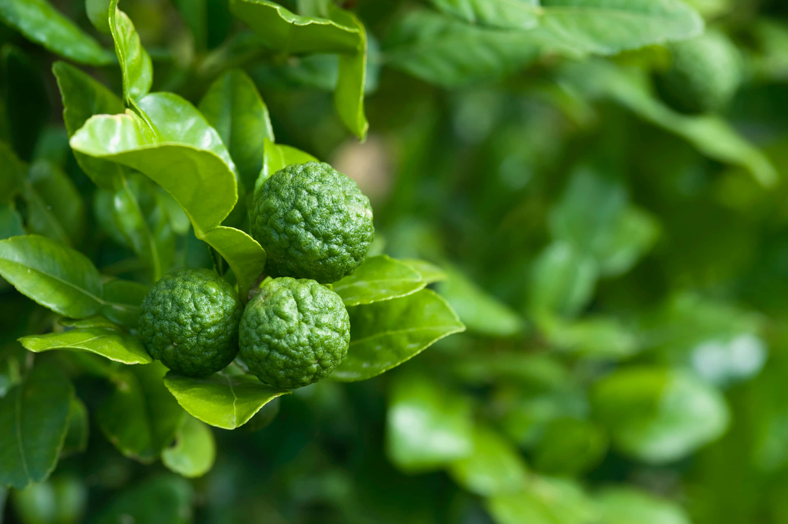 citrus 桌布 壁紙 — 三個凹凸不平的綠色柑橘類水果依偎在鮮豔光澤的葉子中，背景柔和模糊。