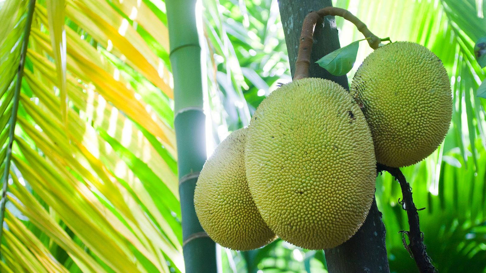 Fruits 桌布 壁紙 — 三個帶刺的大波羅蜜掛在樹幹上，周圍環繞著充滿活力的綠色和黃色棕櫚葉。
