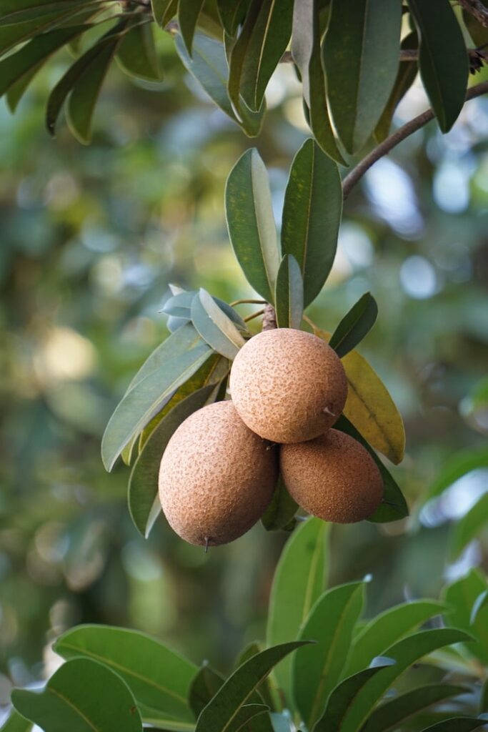 Fruits 桌布 壁紙 — 三個帶有紋理的棕色果實懸掛在閃亮的綠葉之間，樹枝背景柔和散景。