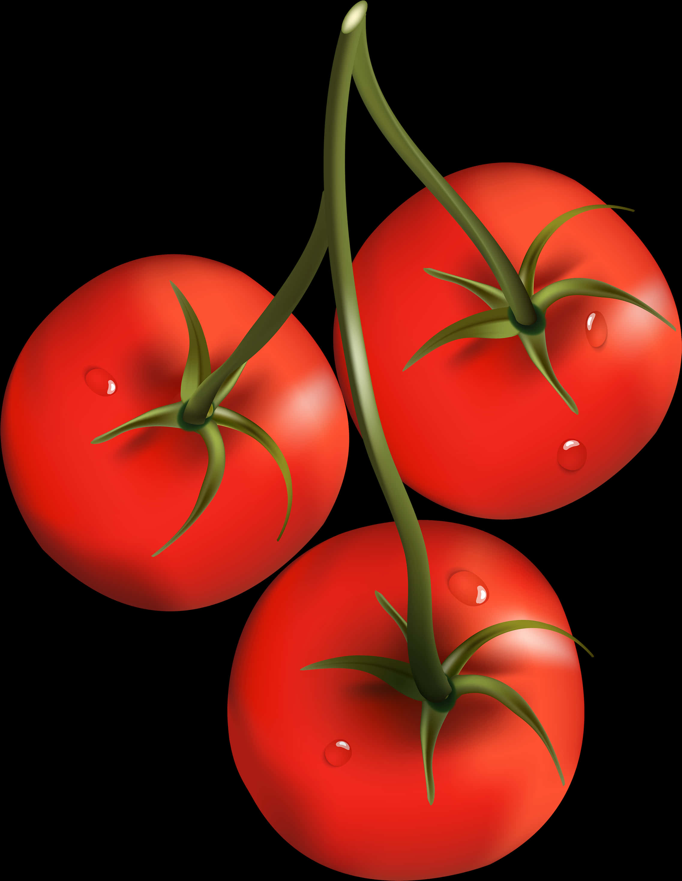 Tomato Plant 桌布 壁紙 — 三個帶有綠色莖和水滴的光澤紅番茄懸掛在純黑色背景上。