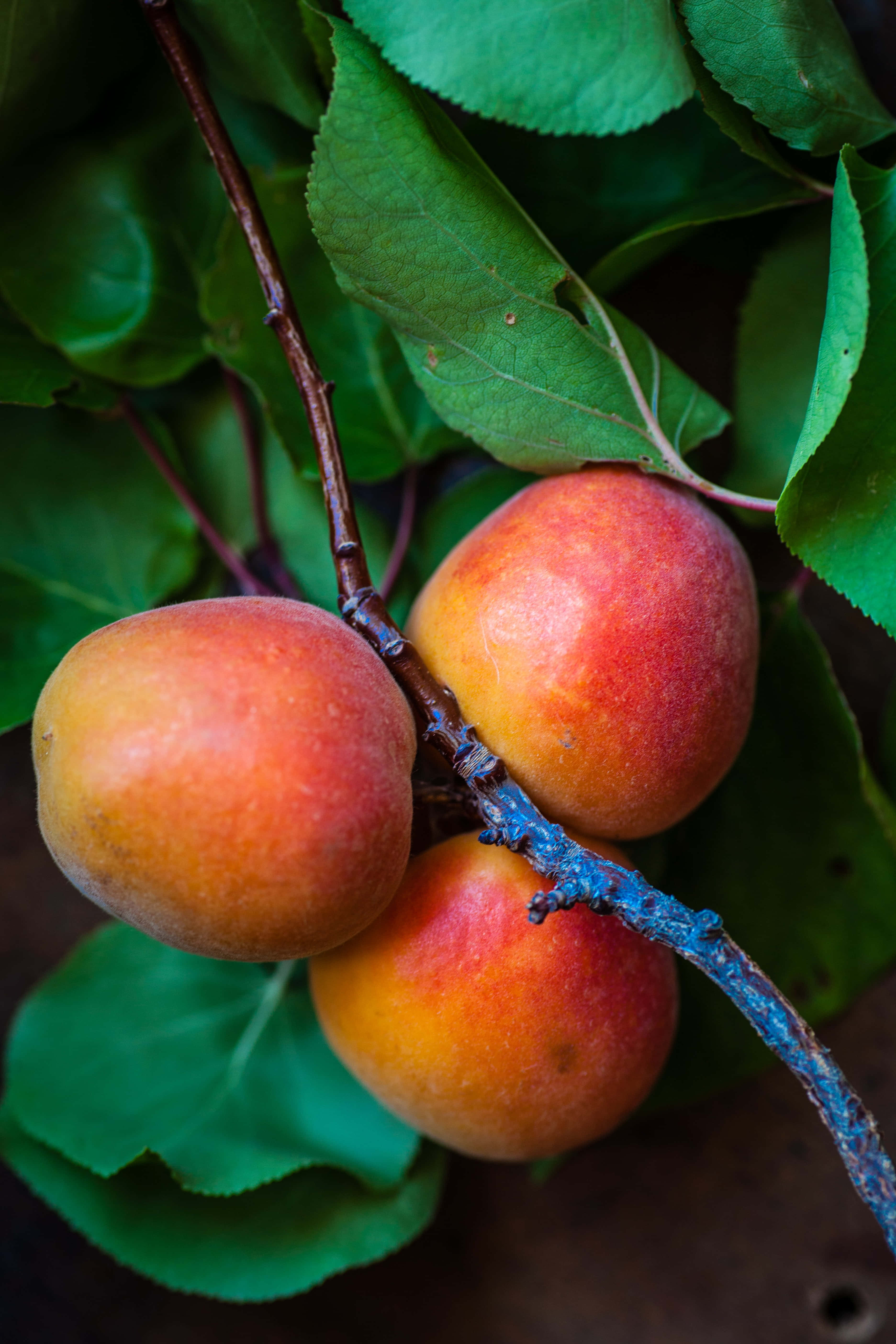 Peaches 桌布 壁紙 — 三個成熟的杏子掛在樹枝上，周圍是茂密的綠葉，在柔和自然光下。