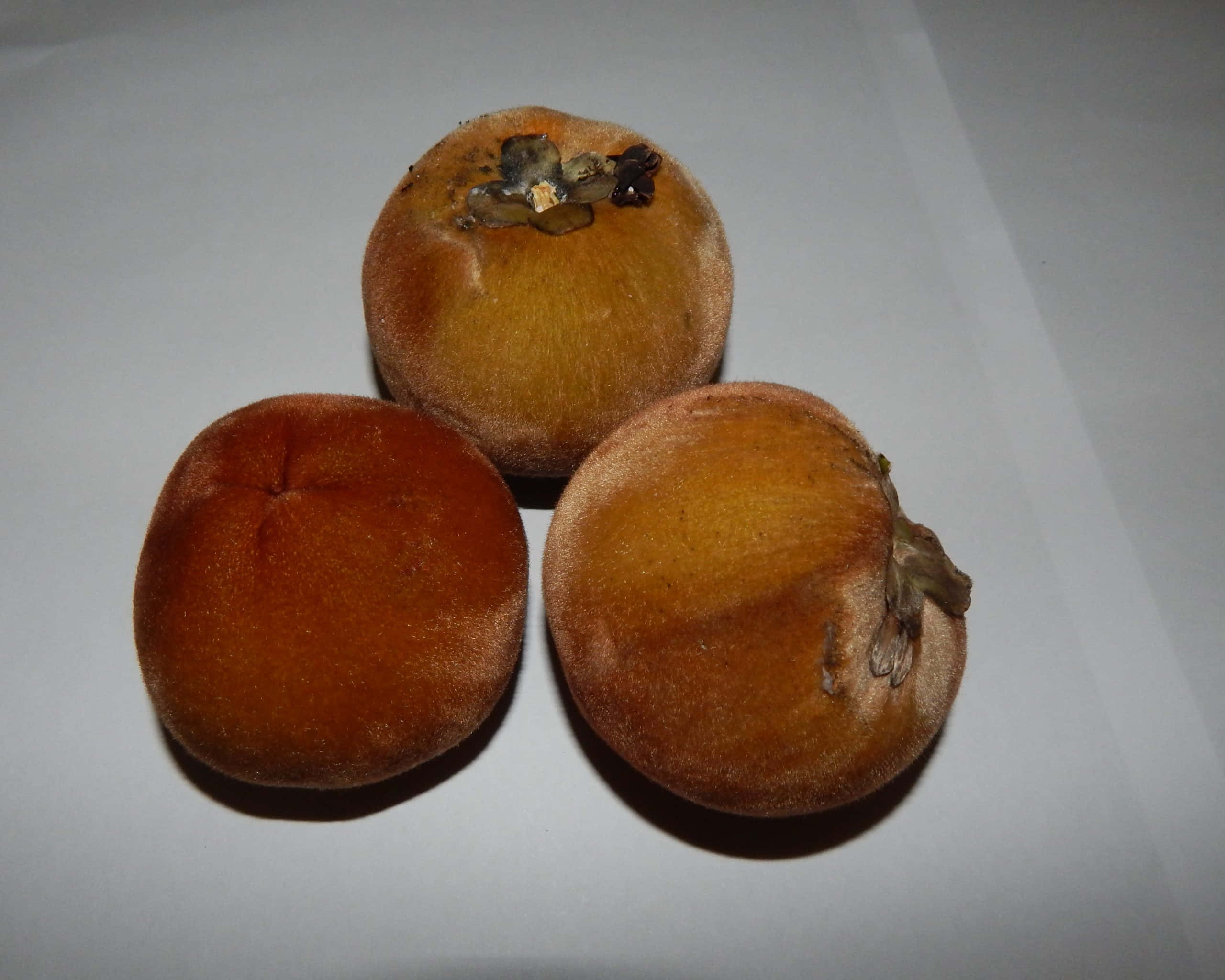 蘋果 桌布 壁紙 — 三個成熟的柿子，帶有絨毛的橙色外皮和乾燥的莖，放在純白色的表面上。