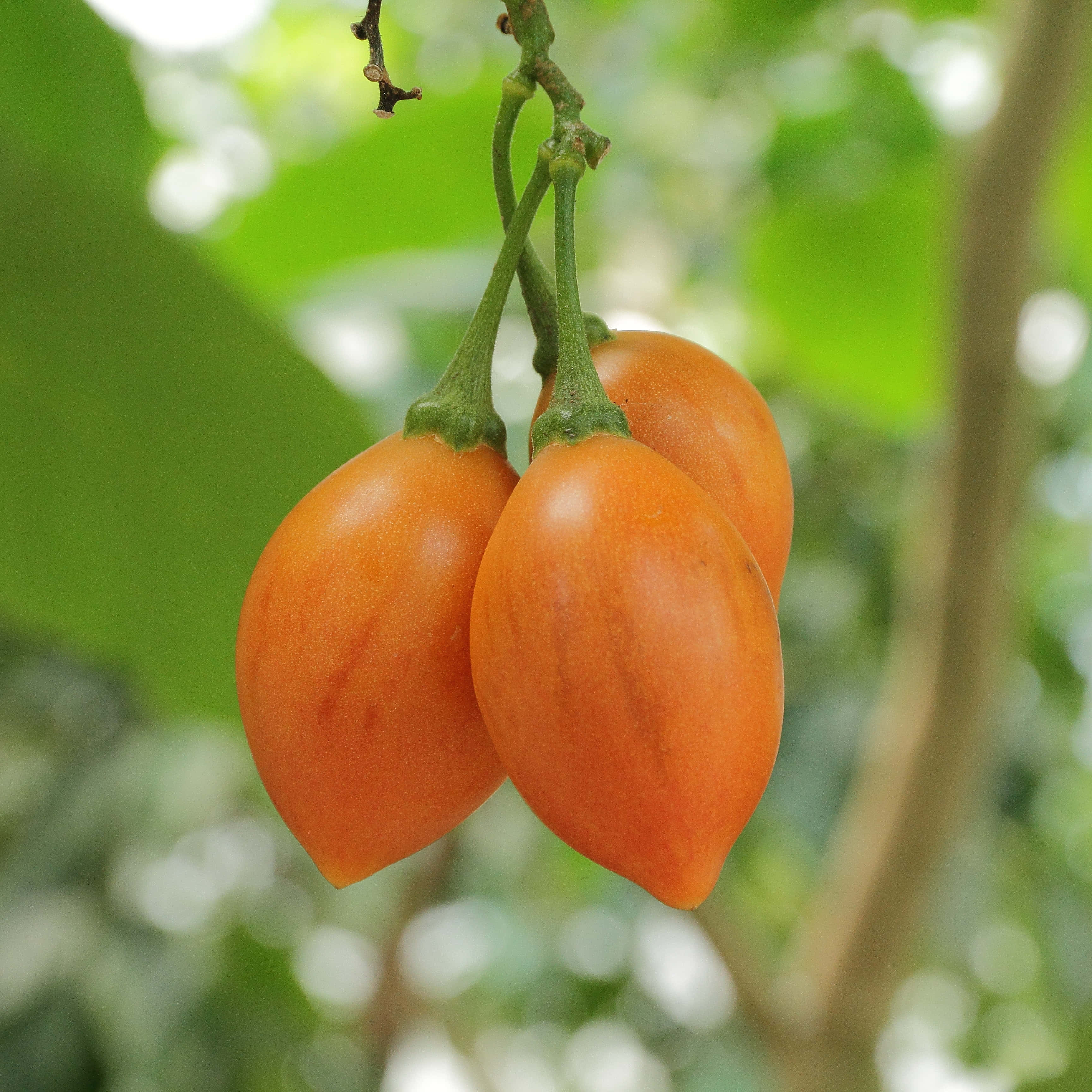 Fruit 桌布 壁紙 — 三個成熟的橙色果實掛在樹枝上，背景是柔和的綠色葉子。