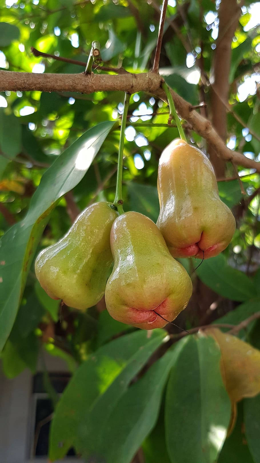 Fruits 桌布 壁紙 — 三個成熟的玫瑰蘋果掛在樹枝上，周圍是茂密的綠葉，在明亮的陽光下。