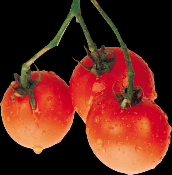 Tomato Plant 桌布 壁紙 — 三個成熟的紅色番茄帶有水珠，掛在綠色莖上，襯托在純黑色背景前。