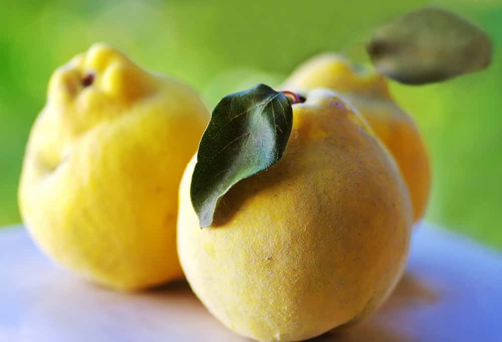 Quince 桌布 壁紙 — 三個成熟的黃色榲桲連同綠葉放在白色表面上，背景是模糊的綠色。