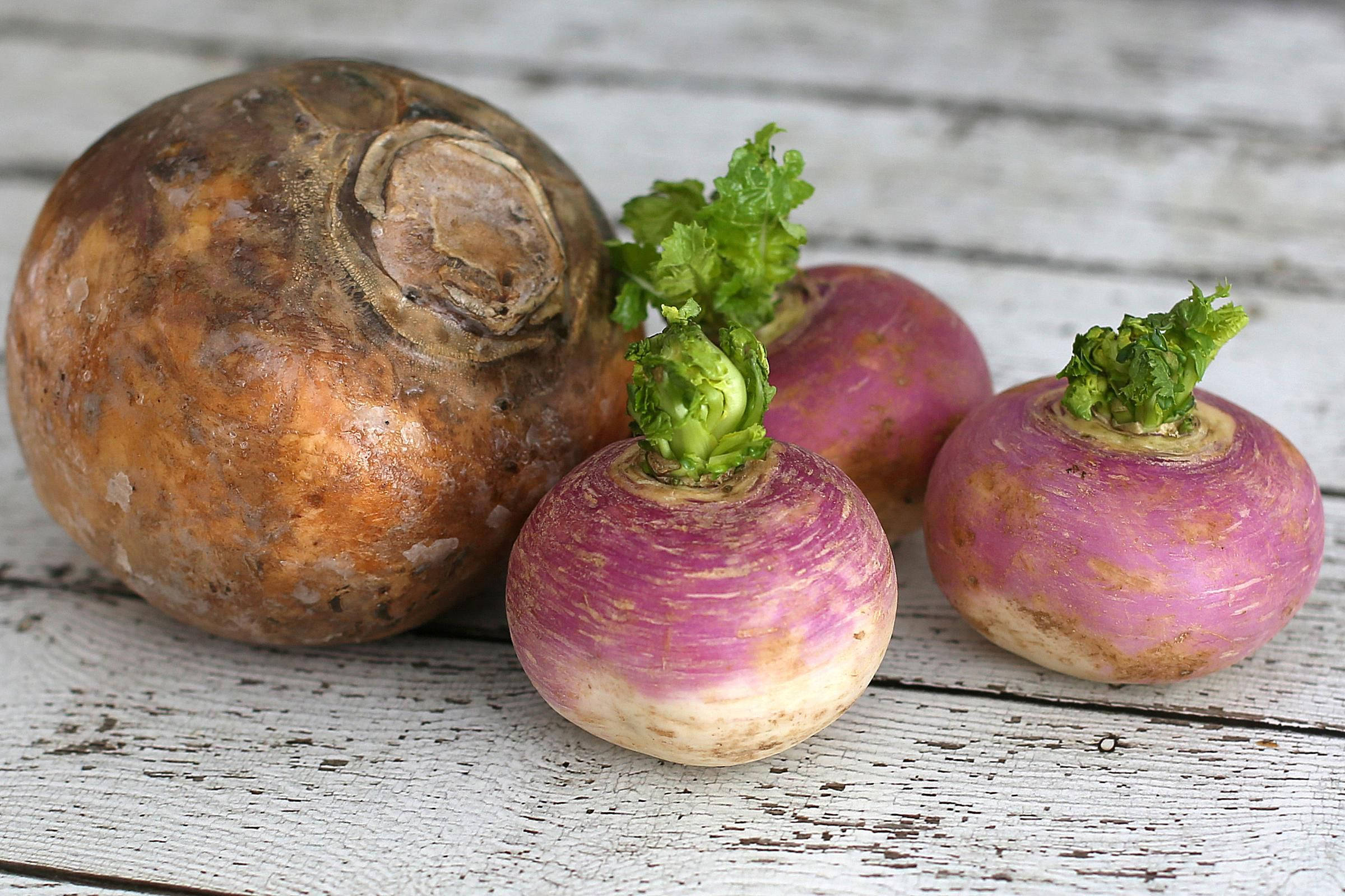 Healthy Food 桌布 壁紙 — 三個新鮮的蘿蔔，帶有綠色頂部，和一個大的棕色蕪菁甘藍，放在一個風化的白色木質表面上。