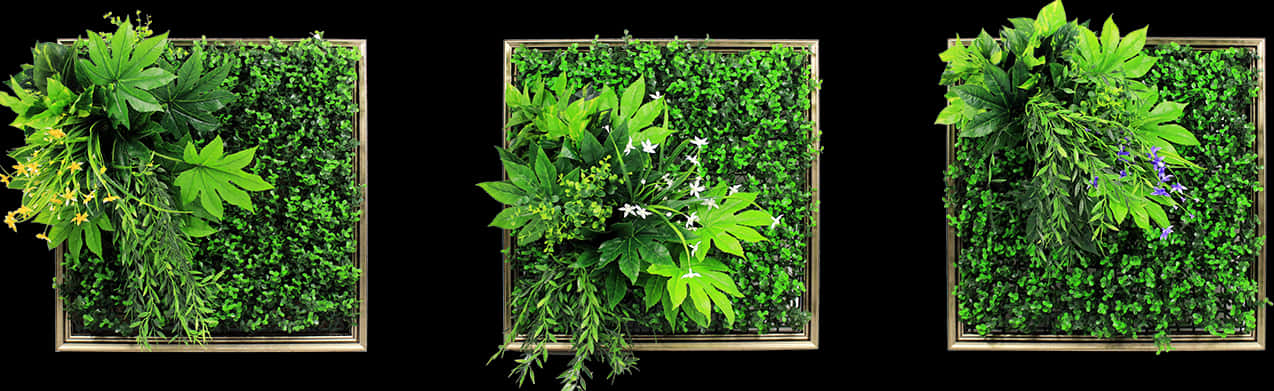 植物 桌布 壁紙 — 三個方形框起的垂直花園，充滿茂密的綠色葉片和精緻的花朵，襯托著鮮明的黑色背景。