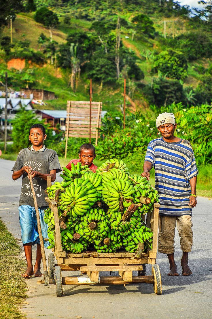 Madagascar 桌布 壁紙 — 三個男孩推著一架裝滿綠色香蕉的木頭手推車，沿著鄉村道路穿過翠綠的山丘。