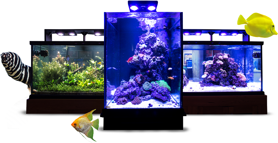 水族箱 桌布 壁紙 — 三個發光的水族箱在黑色背景上展示充滿活力的珊瑚礁和熱帶魚，並帶有漂浮的魚類圖形。