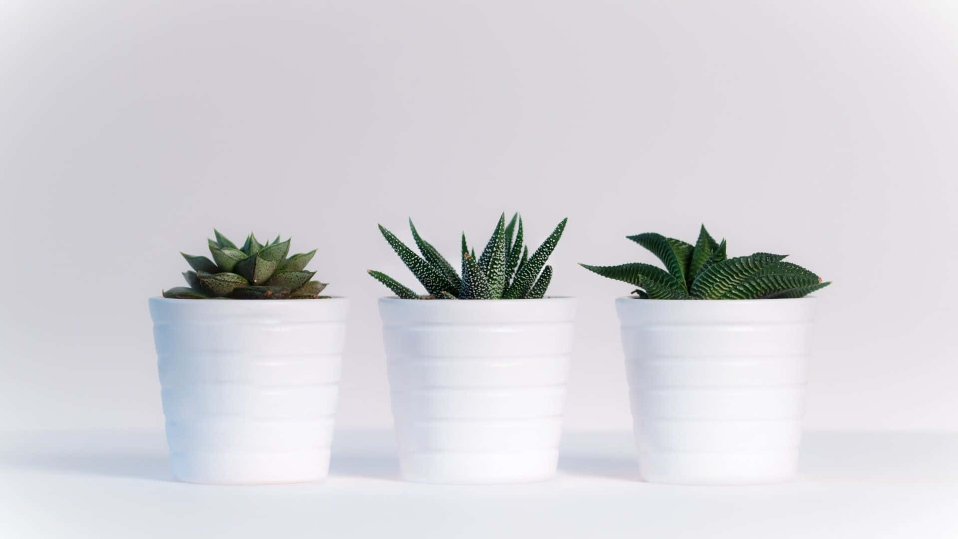 succulent 桌布 壁紙 — 三個白色陶瓷花盆在無縫的亮白色背景上盛載著不同的多肉植物。