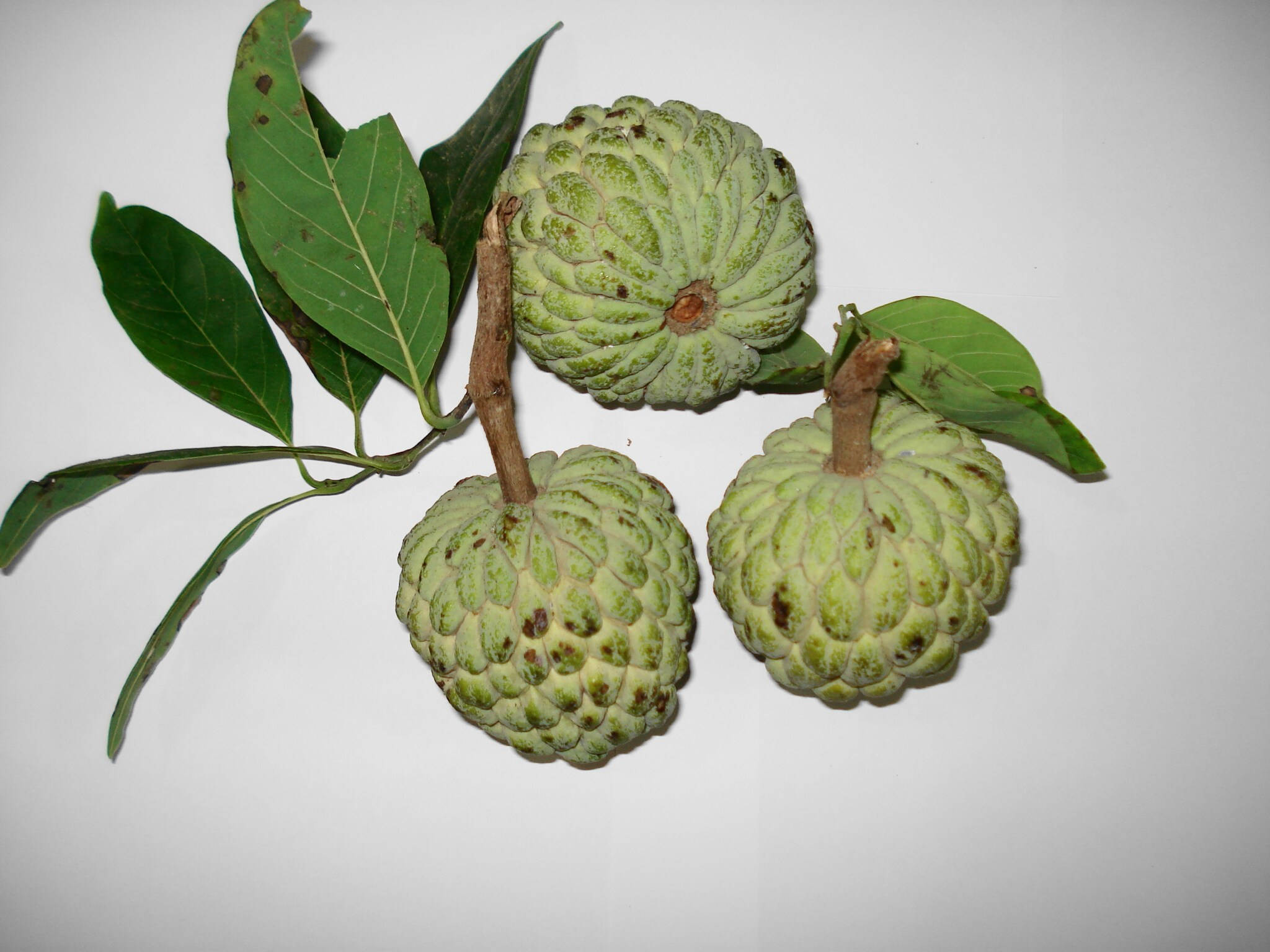 Fruits 桌布 壁紙 — 三個綠色的牛油果蘋果，帶有紋理的果皮和附著的葉子，放置在純白色背景上。