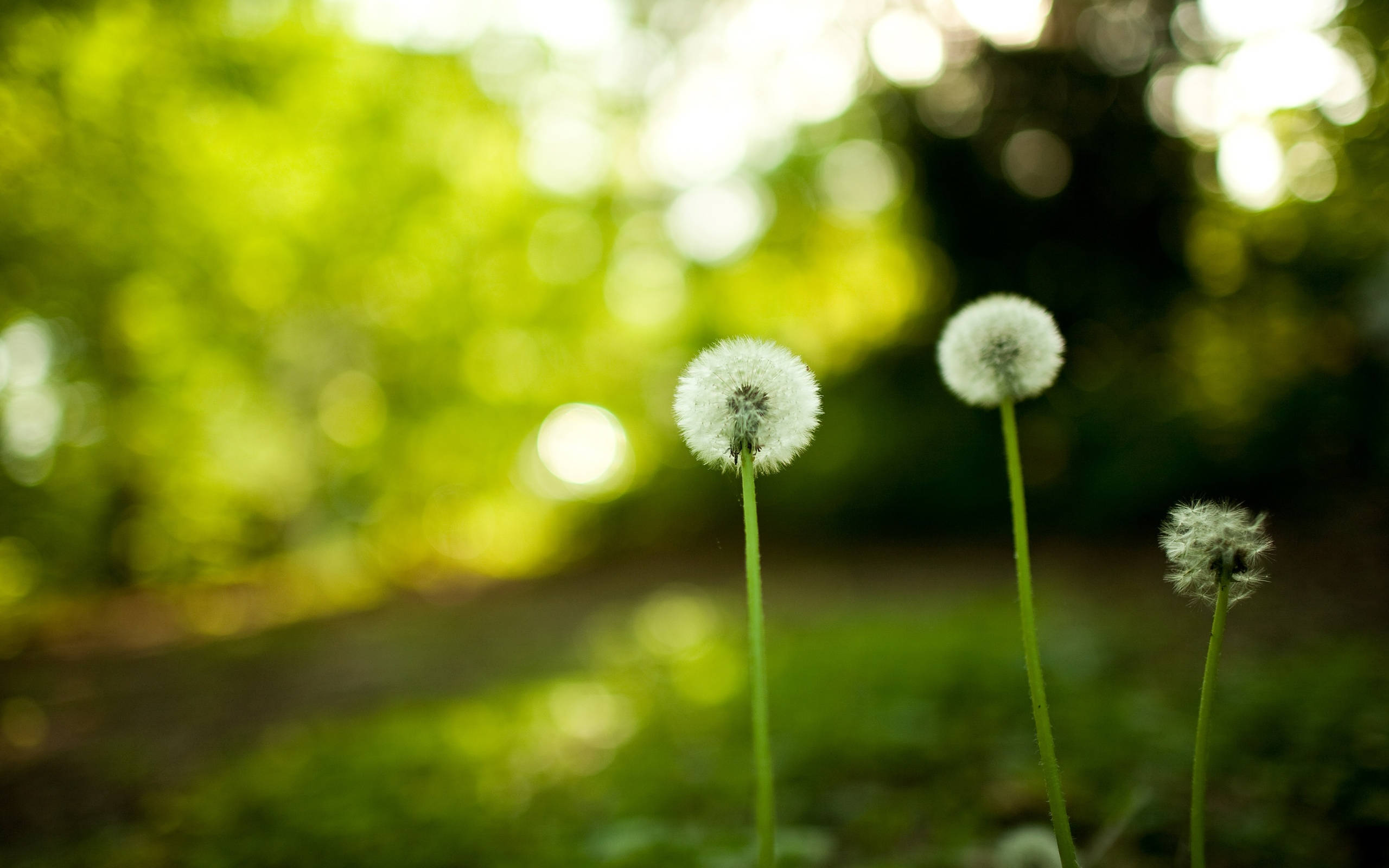 Dslr 桌布 壁紙 — 三個蒲公英種子頭在柔和陽光下高高聳立，背景是茂密的綠色散景。
