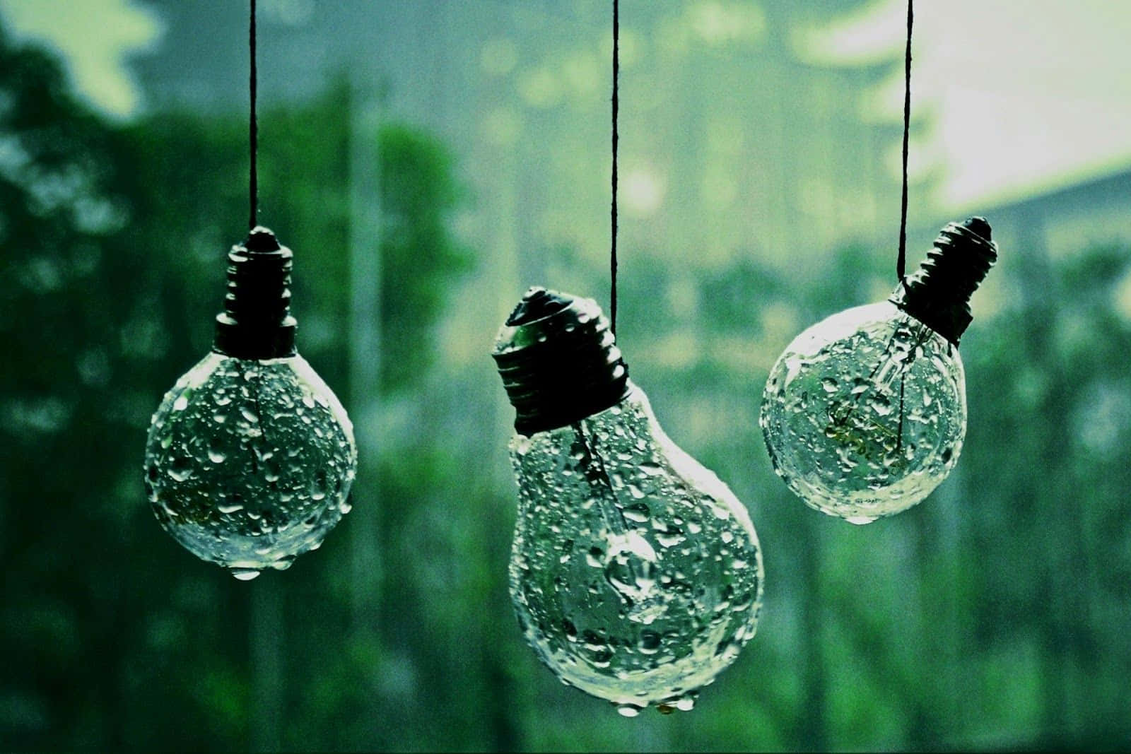 清新 桌布 壁紙 — 三個被雨淋濕的燈泡懸掛在模糊的綠色森林背景前。