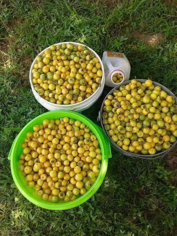 Fruits 桌布 壁紙 — 三個裝滿細小黃綠色蘋果、滿溢而出的桶子，放在陽光照耀的草地上。