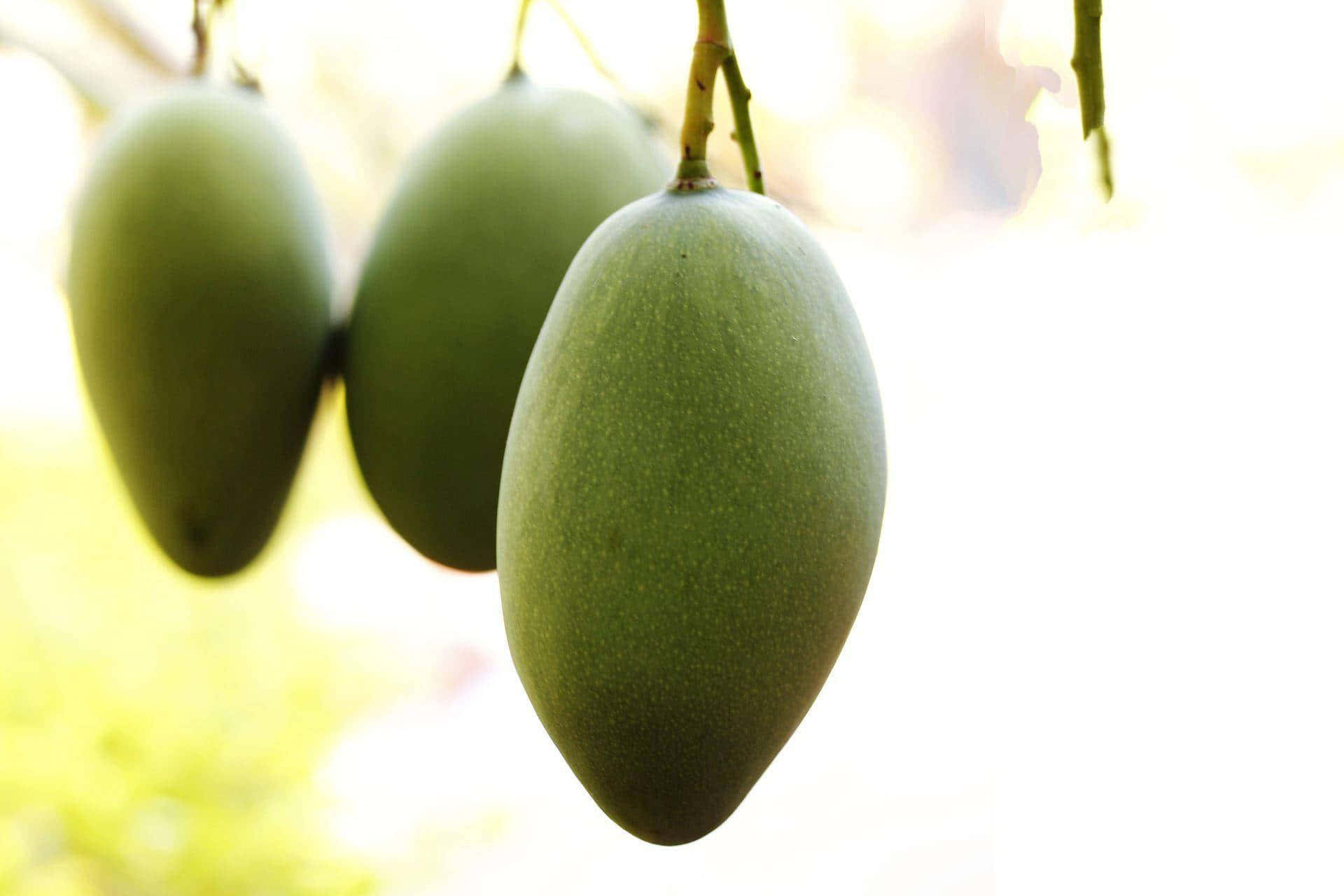 Mango 桌布 壁紙 — 三個青芒果掛在樹枝上，背景明亮陽光，帶有柔和散景效果。