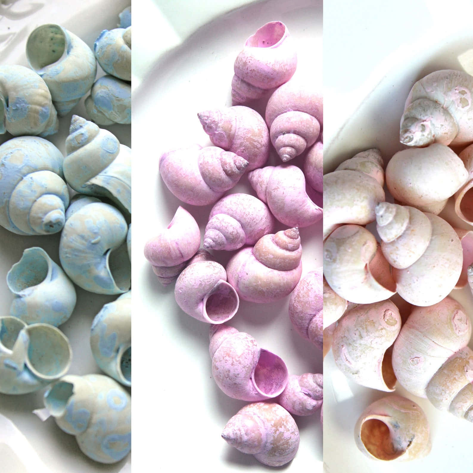 Pink Snail 桌布 壁紙 — 三個面板展示粉彩色蝸牛殼，以藍色、粉紅色和奶油色調排列在白色表面上。