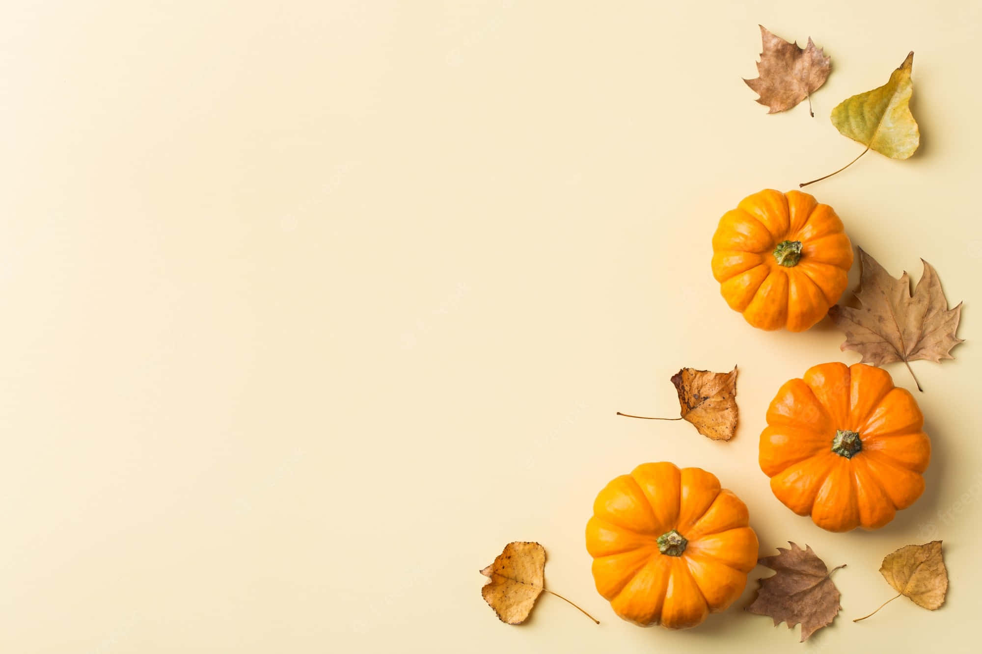 Fall Thanksgiving 桌布 壁紙 — 三個鮮豔的橙色南瓜和散落的秋葉在柔軟的米色背景上對角排列。