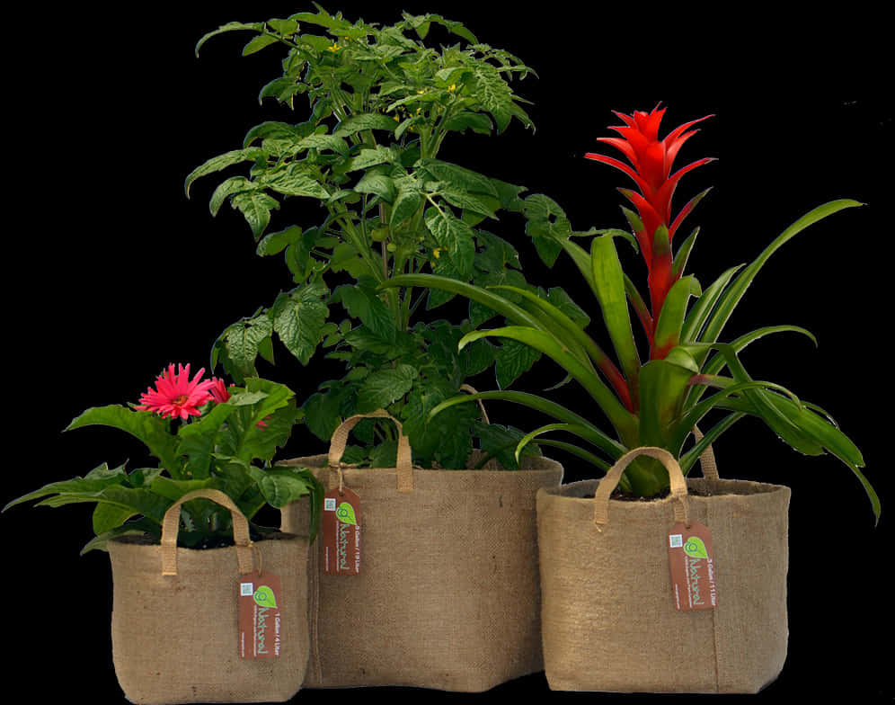 Potted Plant 桌布 壁紙 — 三個黃麻花盆，種有鮮豔的粉紅色非洲菊雛菊番茄植物和紅色鳳梨科植物，背景為純黑色。
