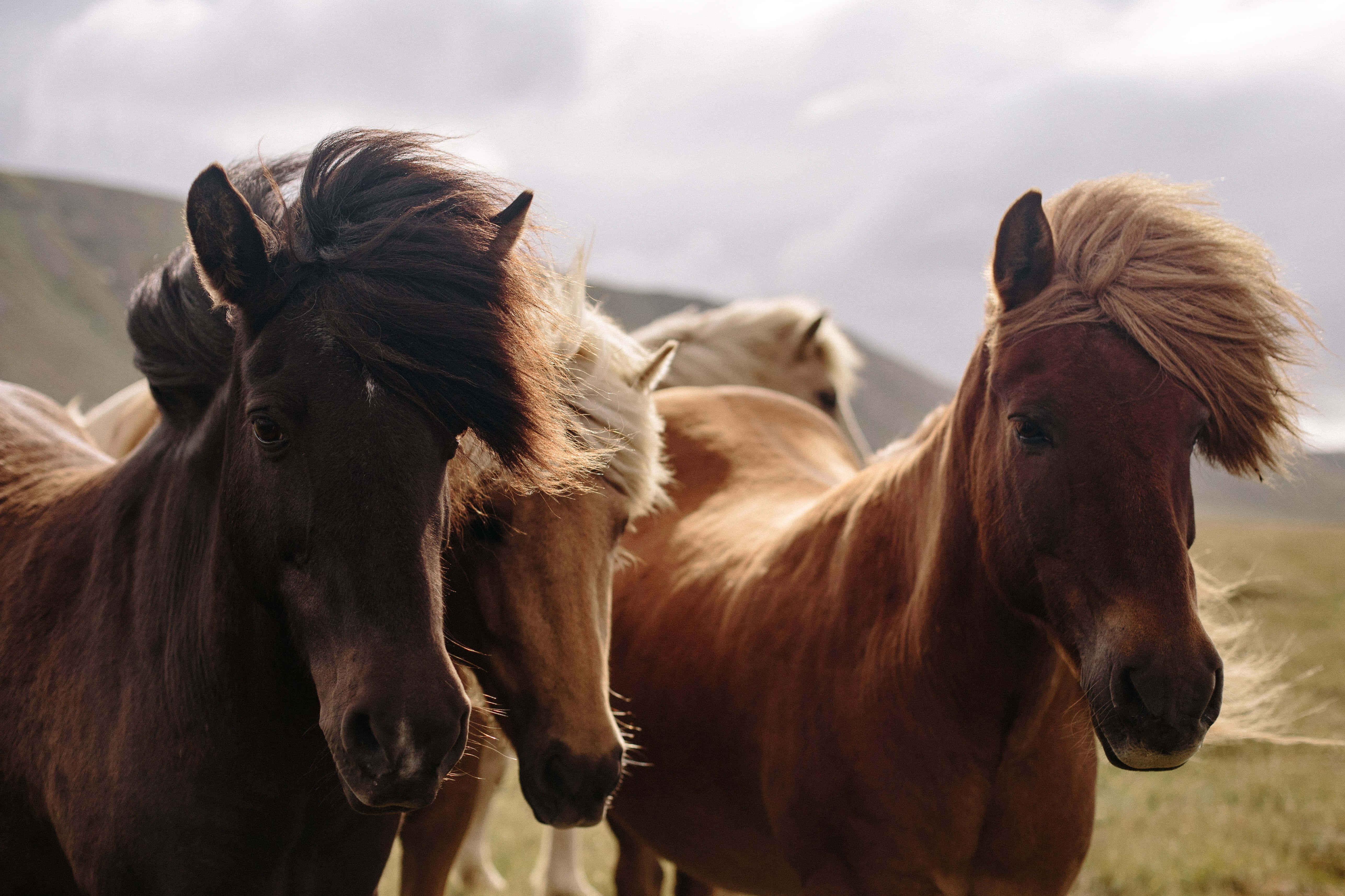 Beautiful Horses 桌布 壁紙 — 三匹冰島馬被風吹亂鬃毛，在陰天下的草地上緊密地站在一起。