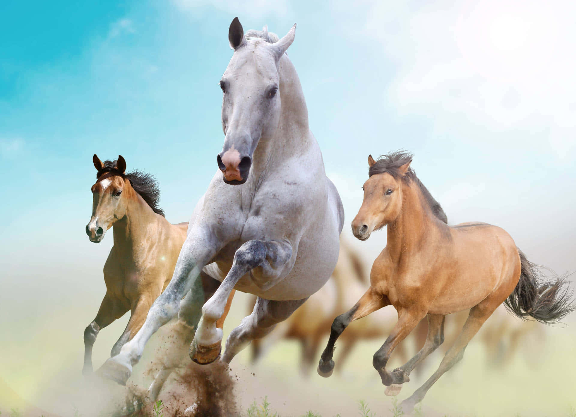Pretty Horses 桌布 壁紙 — 三匹強壯的馬匹在陽光明媚的田野上動態奔騰，在明亮的藍天下揚起塵土。