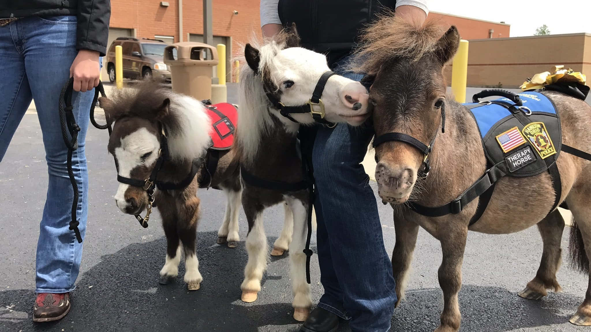 寵物動圖 桌布 壁紙 — 三匹治療小馬帶著挽具，站在磚造建築附近的瀝青停車場，靠近人群。