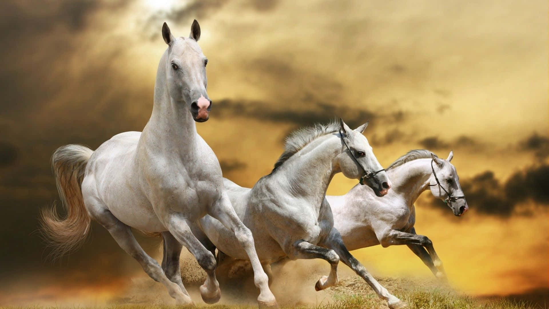 horses 桌布 壁紙 — 三匹白馬在戲劇性的日落天空下，強而有力地奔馳過金色的田野。