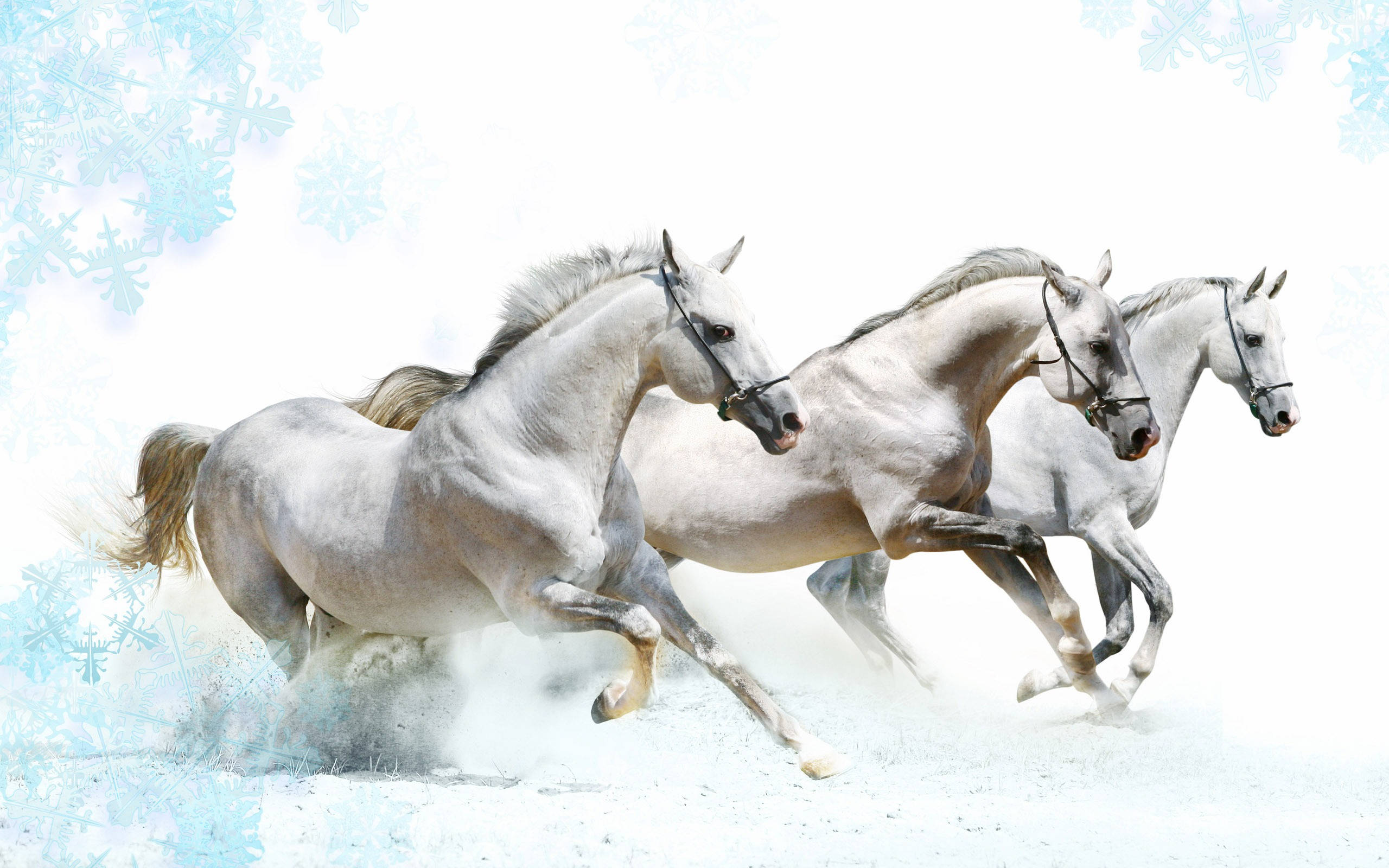 白馬 桌布 壁紙 — 三匹白馬在雪地上強勁奔馳，冰霜雪花在明亮背景中飄揚。