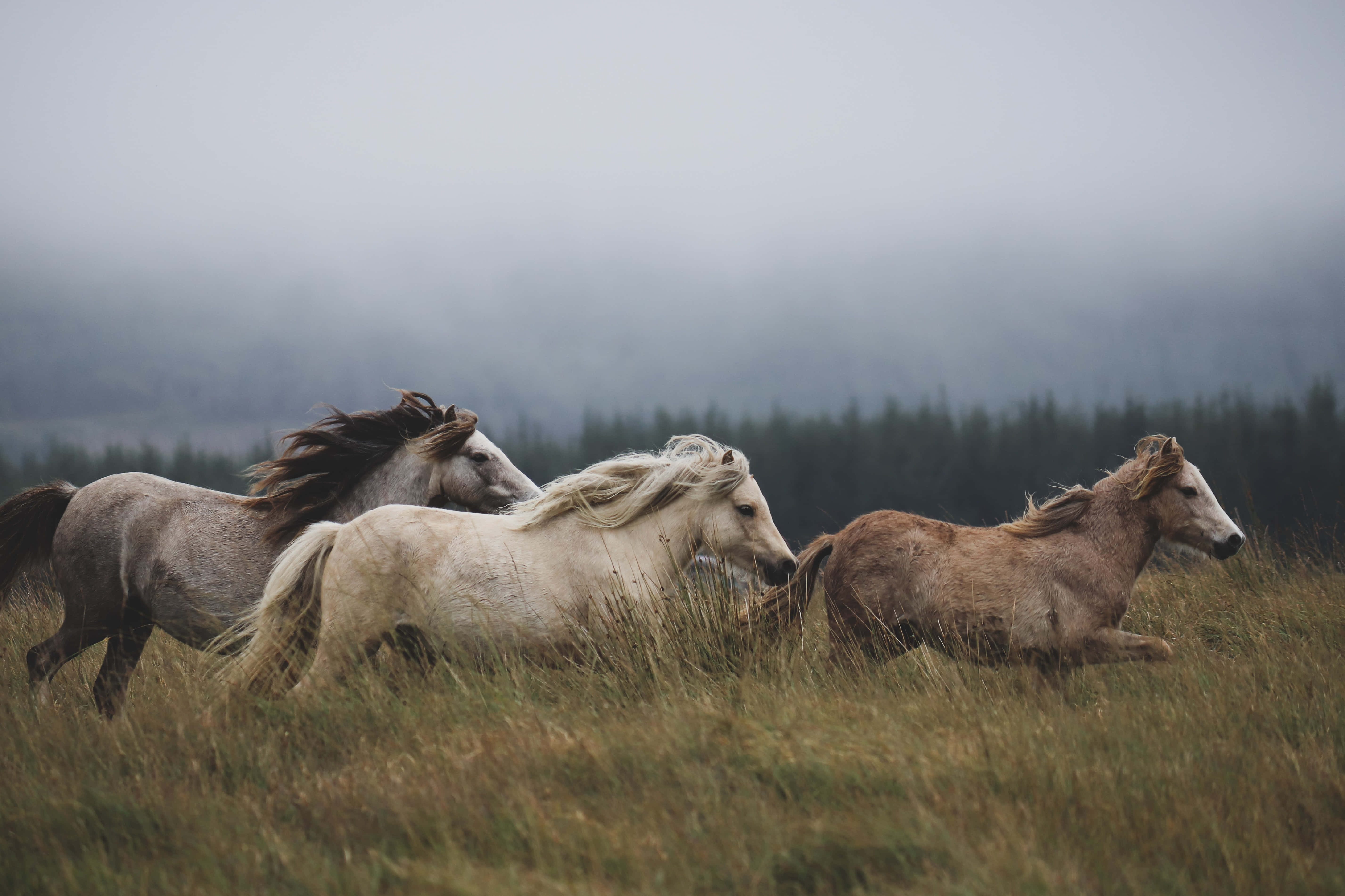 Beautiful Horses 桌布 壁紙 — 三匹野馬穿過高草奔馳，霧氣籠罩著樹林密佈的山坡。