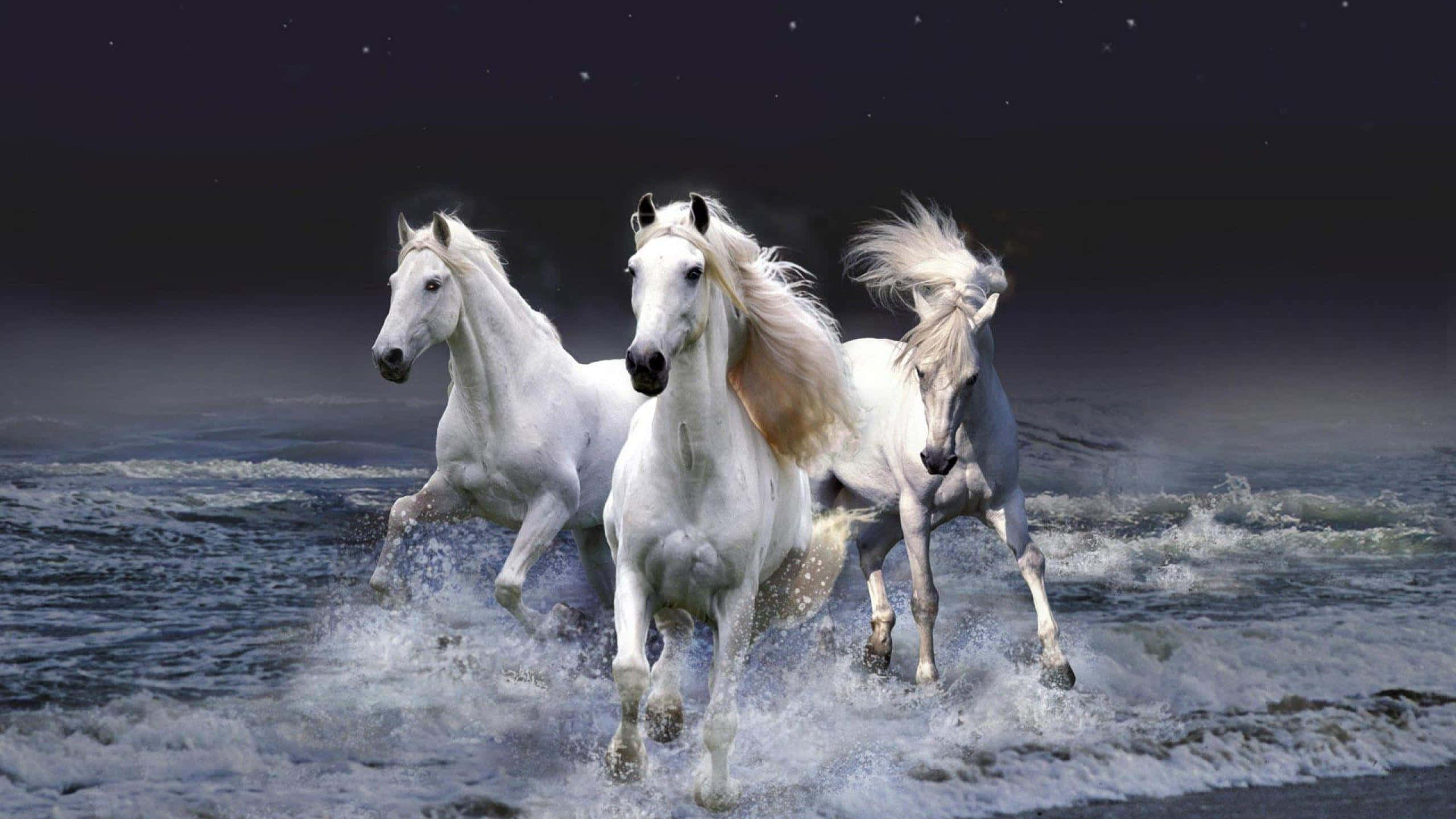 白馬 桌布 壁紙 — 三匹雄偉的白馬在繁星點點的夜空下，強而有力地奔騰在泡沫翻騰的海浪中。