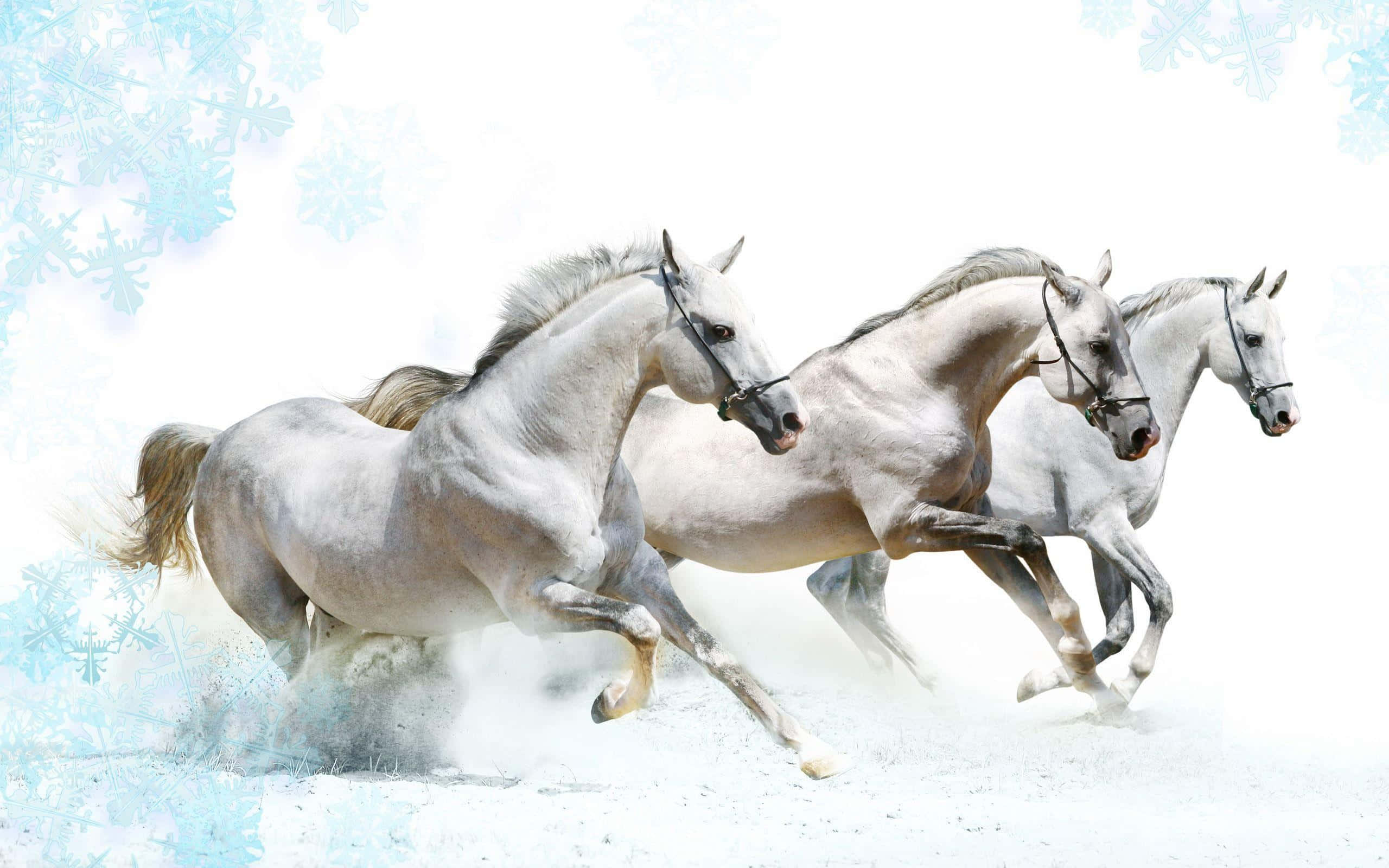 白馬 桌布 壁紙 — 三匹雄偉的白馬在雪地中強力奔馳，明亮的背景中飄著霜雪。