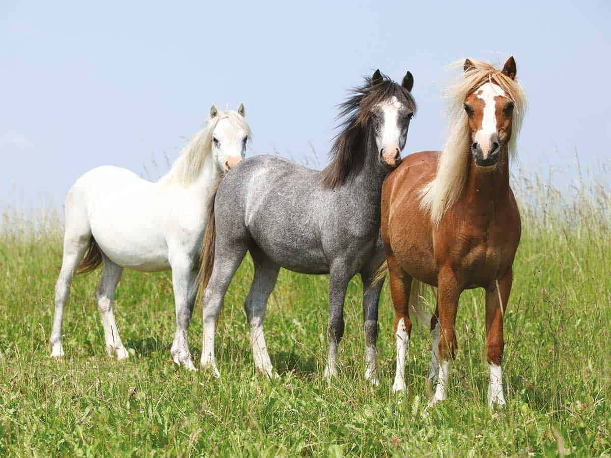 pony 桌布 壁紙 — 三匹雄偉的馬，白色、灰色斑點和栗色，在晴朗的藍天下一起站在陽光明媚的草地上。
