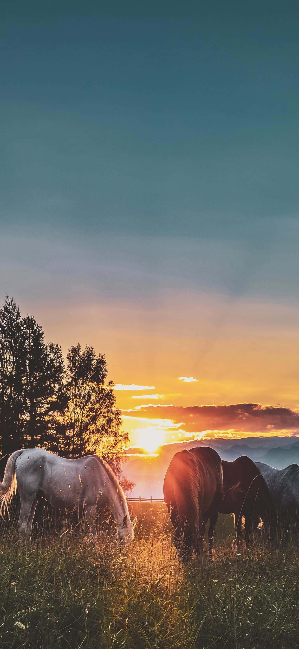 Ranch 桌布 壁紙 — 三匹馬在陽光明媚的田野中平靜地吃草，金色的夕陽在剪影樹木後方將天空染上溫暖的色調。