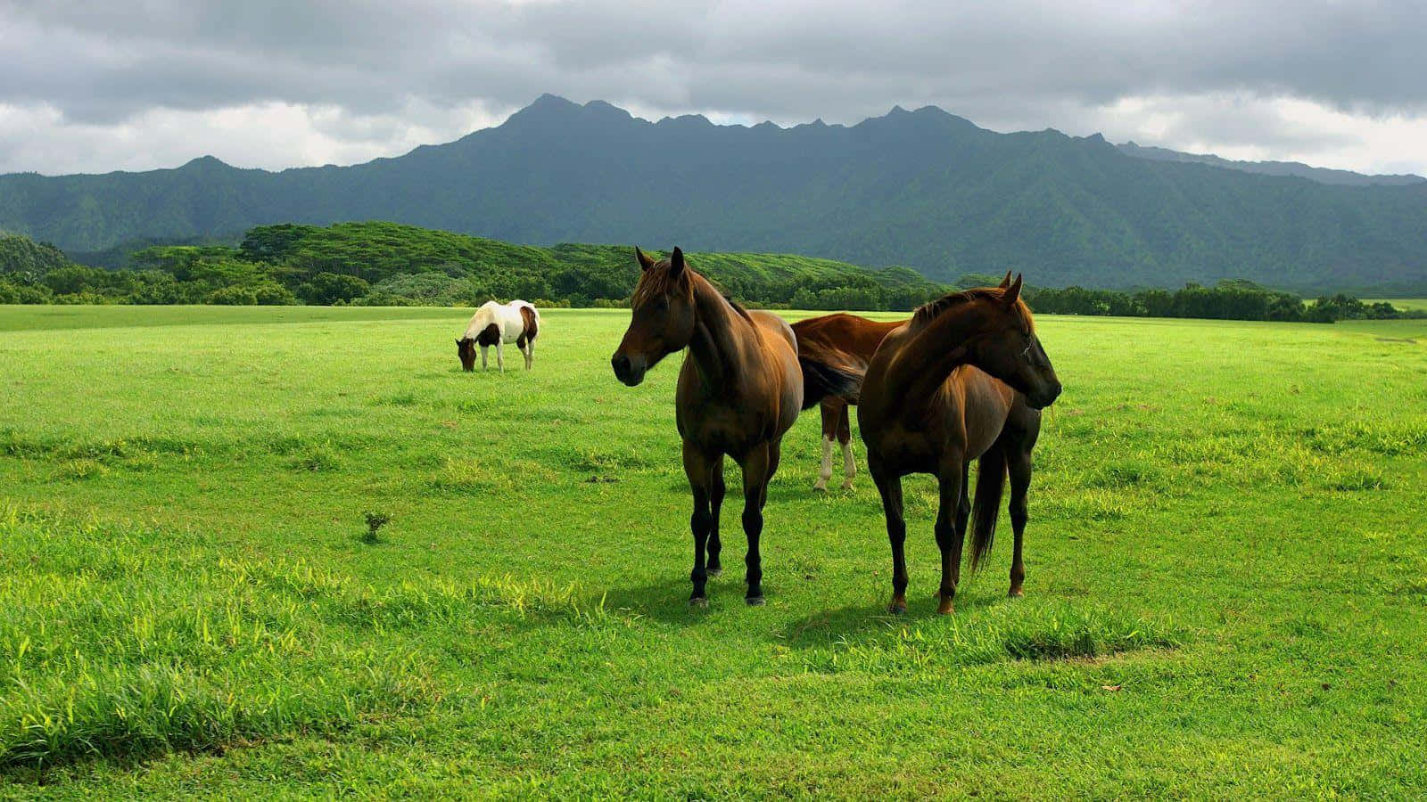 Brown Horse 桌布 壁紙 — 三匹馬站在充滿活力的綠色牧場，遠處有山，天空多雲。