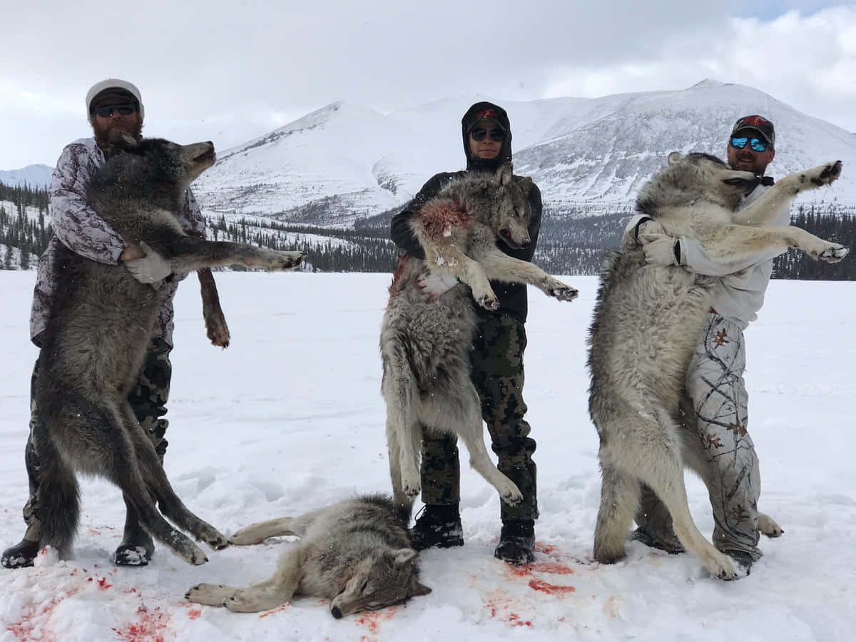 Hunting Wolves 桌布 壁紙 — 三名獵人在雪山中自豪地舉起三隻大狼，而一隻躺在雪地上已死。