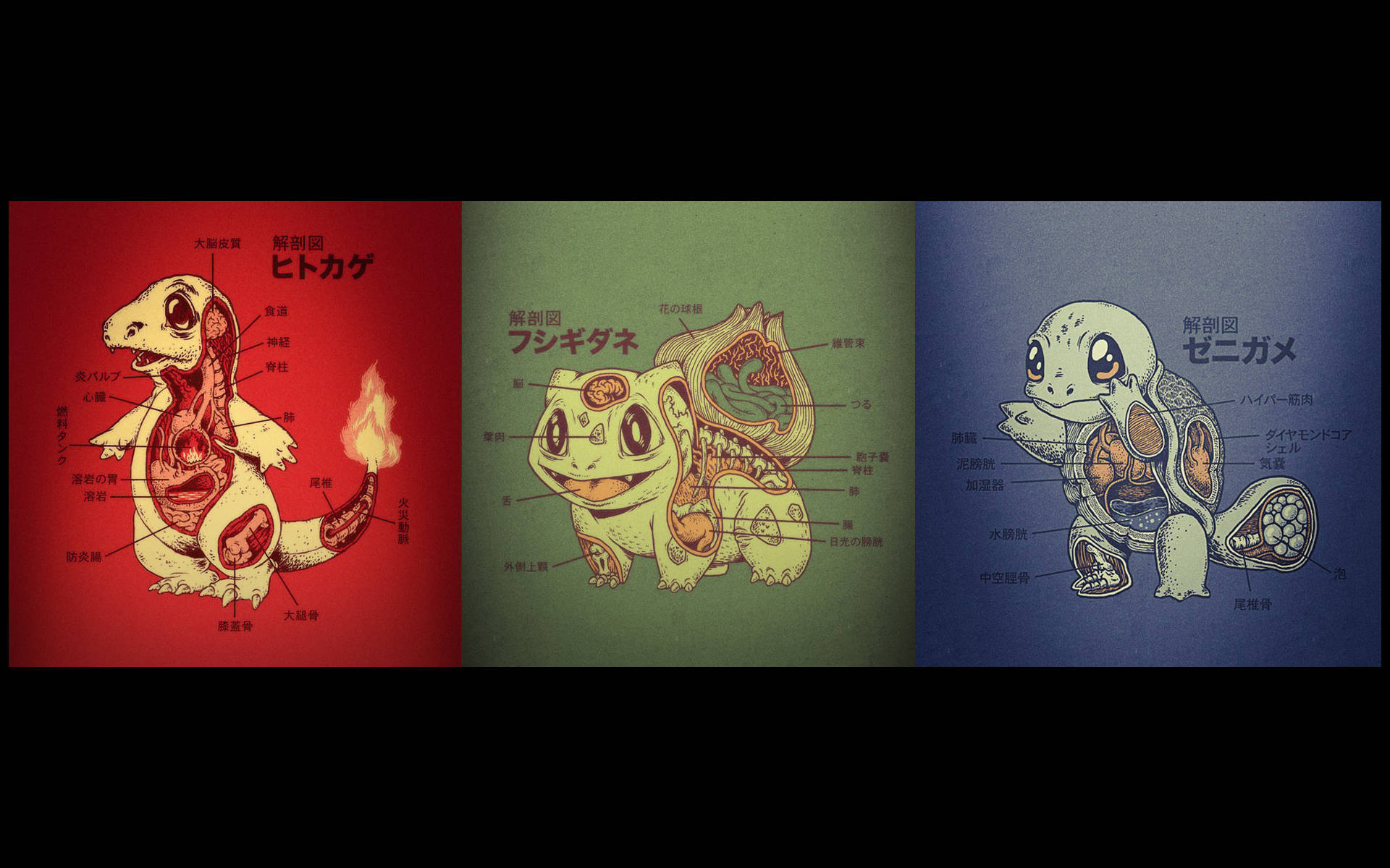Squirtle 桌布 壁紙 — 三幅動漫風格的寶可夢解剖圖，用日文標示內部器官和標籤，背景有顏色。