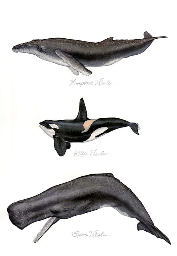 Sperm Whale 桌布 壁紙 — 三幅詳細的鯨魚插圖，標示為座頭鯨、殺人鯨和抹香鯨，以側面輪廓顯示在純白色背景上。