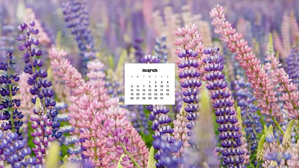 March Desktop 桌布 壁紙 — 三月日曆漂浮在夢幻般的紫色和粉紅色羽扇豆花田中，柔焦效果。