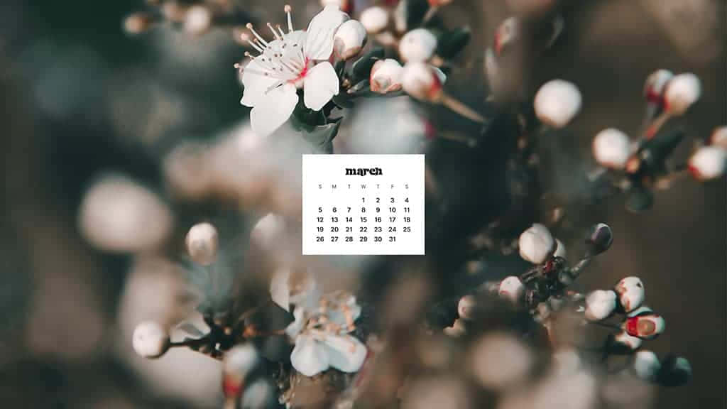 March Desktop 桌布 壁紙 — 三月日曆漂浮在柔和模糊的櫻花中，帶有精緻的白色花瓣和粉紅色雄蕊。