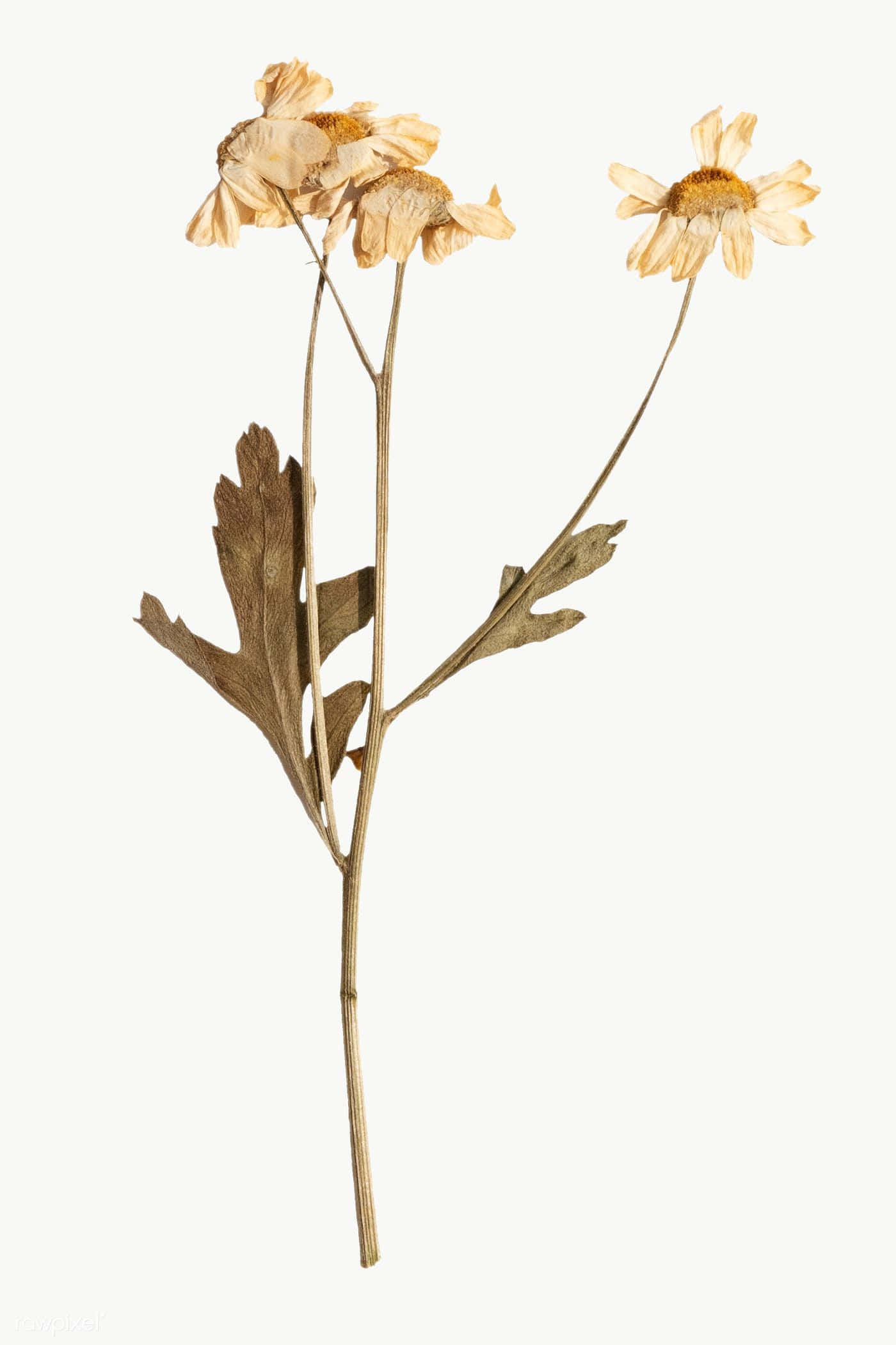 Dried Flowers 桌布 壁紙 — 三朵乾燥洋甘菊花，帶有精緻花瓣和纖細莖幹，襯以柔和米白色背景。