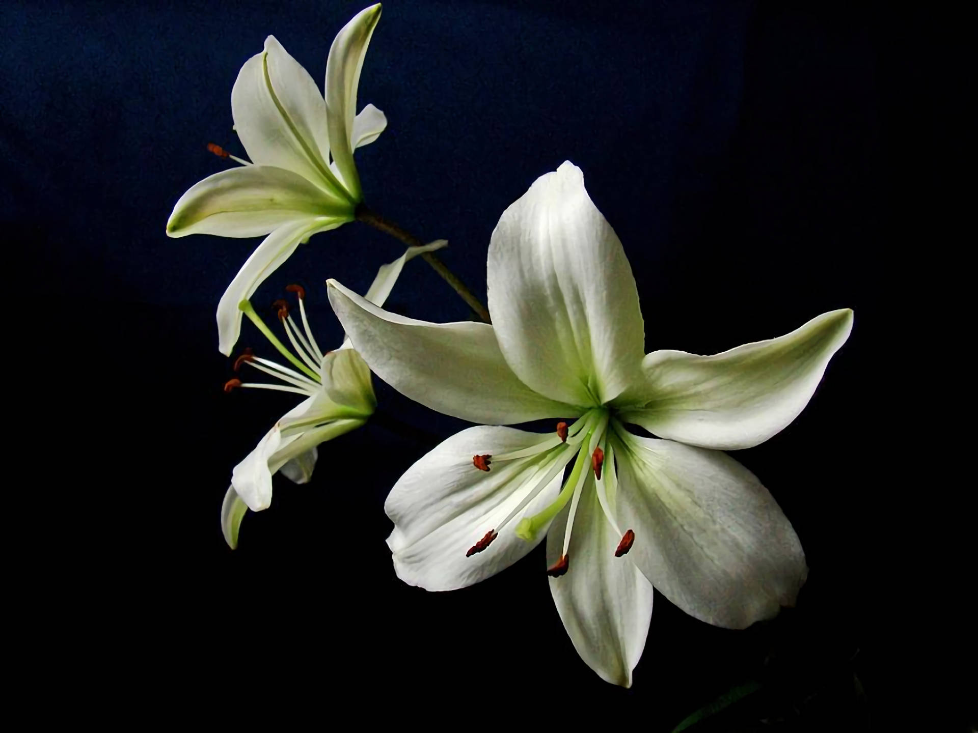 lily 桌布 壁紙 — 三朵優雅的白百合，帶有綠色莖和紅色雄蕊，在深黑色背景上綻放。