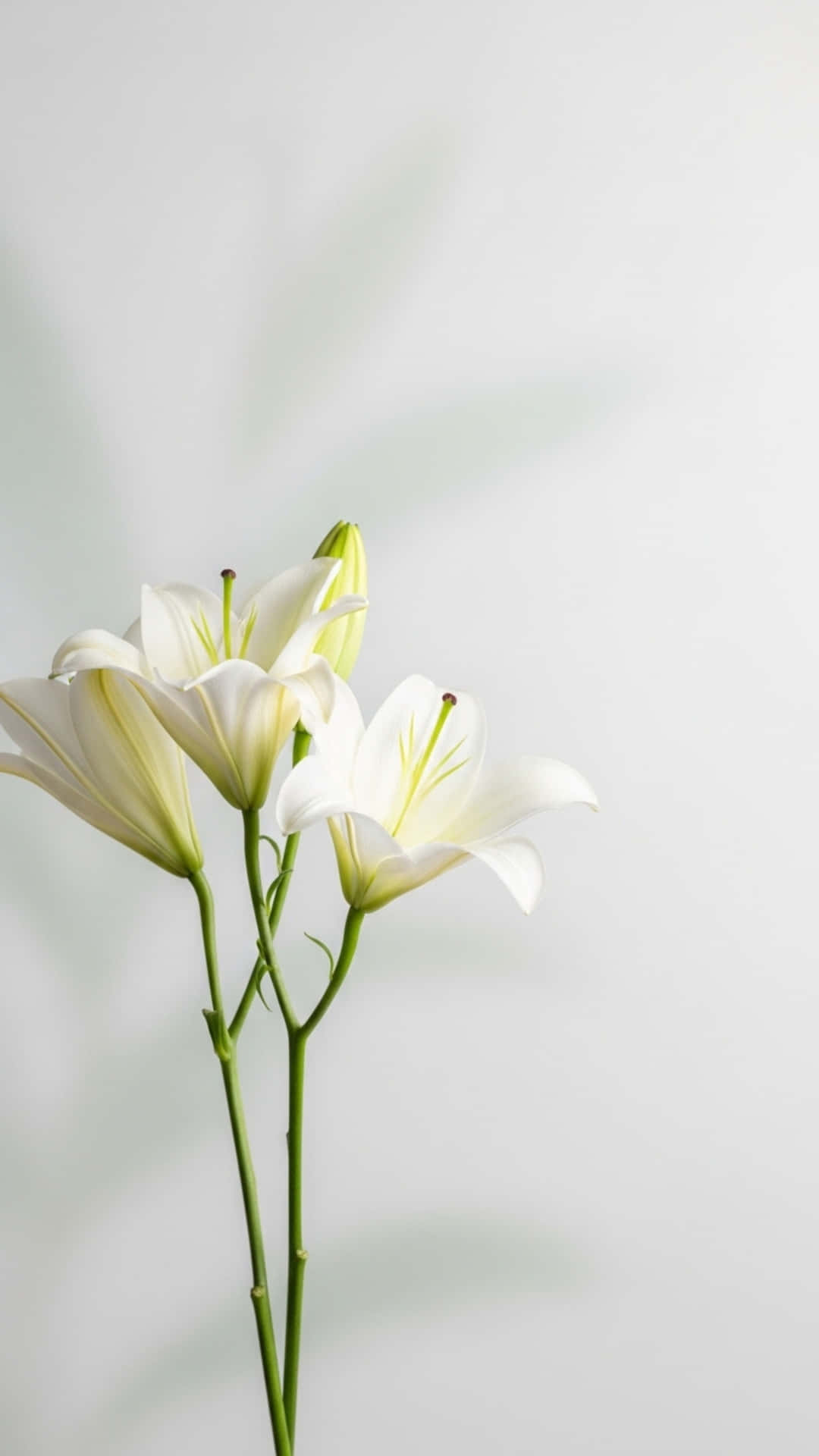 Flowers Background with Blooming Garden, Soft Petals and Green Leaves 壁紙 — 三朵優雅的白色百合花，帶有綠色莖，在淺灰色背景上柔和綻放，帶有淡淡的葉影。