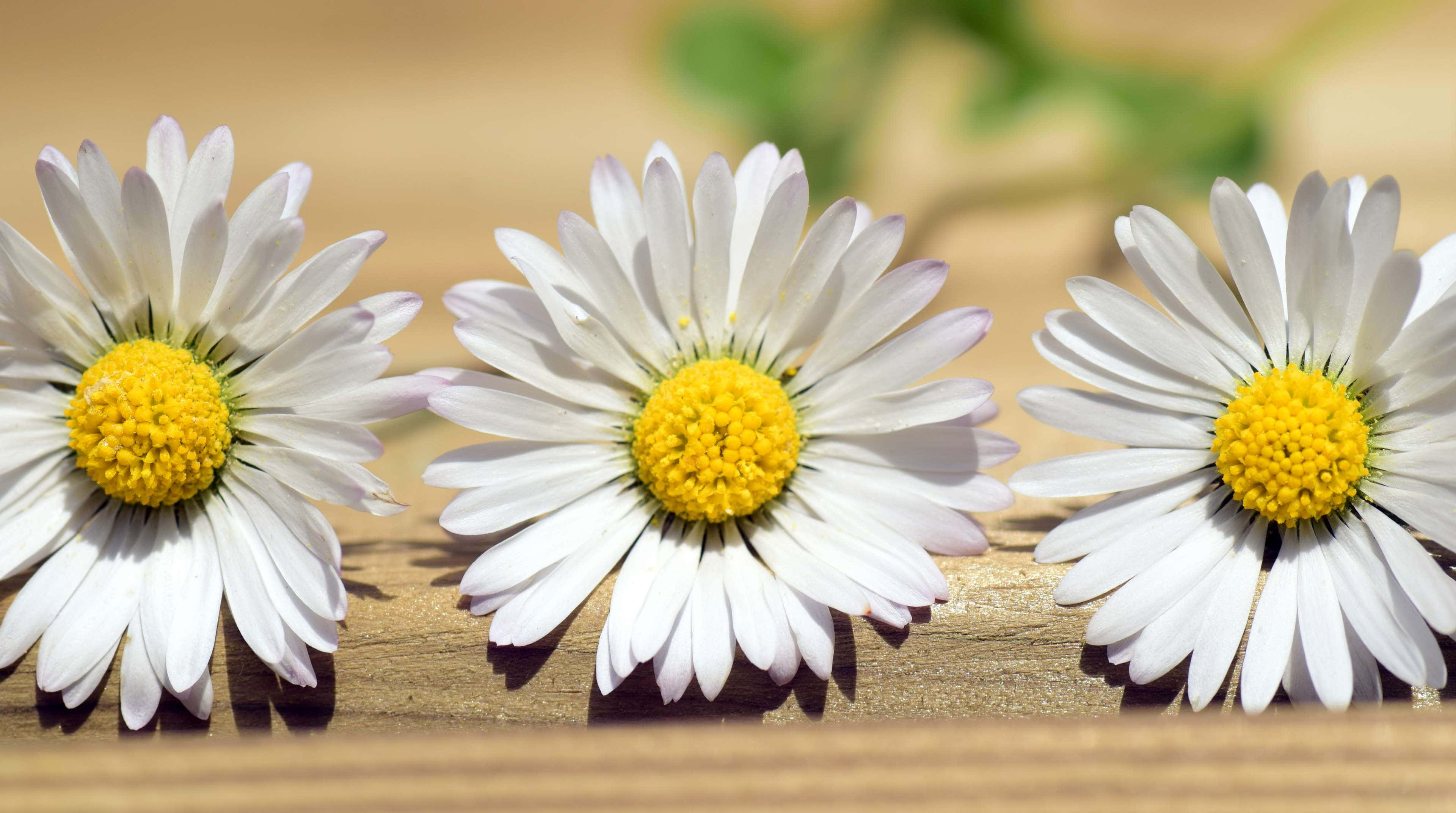 Simple Spring 桌布 壁紙 — 三朵充滿活力的雛菊，帶有明亮的黃色花心，在柔和的陽光下整齊排列在溫暖的木質表面上。