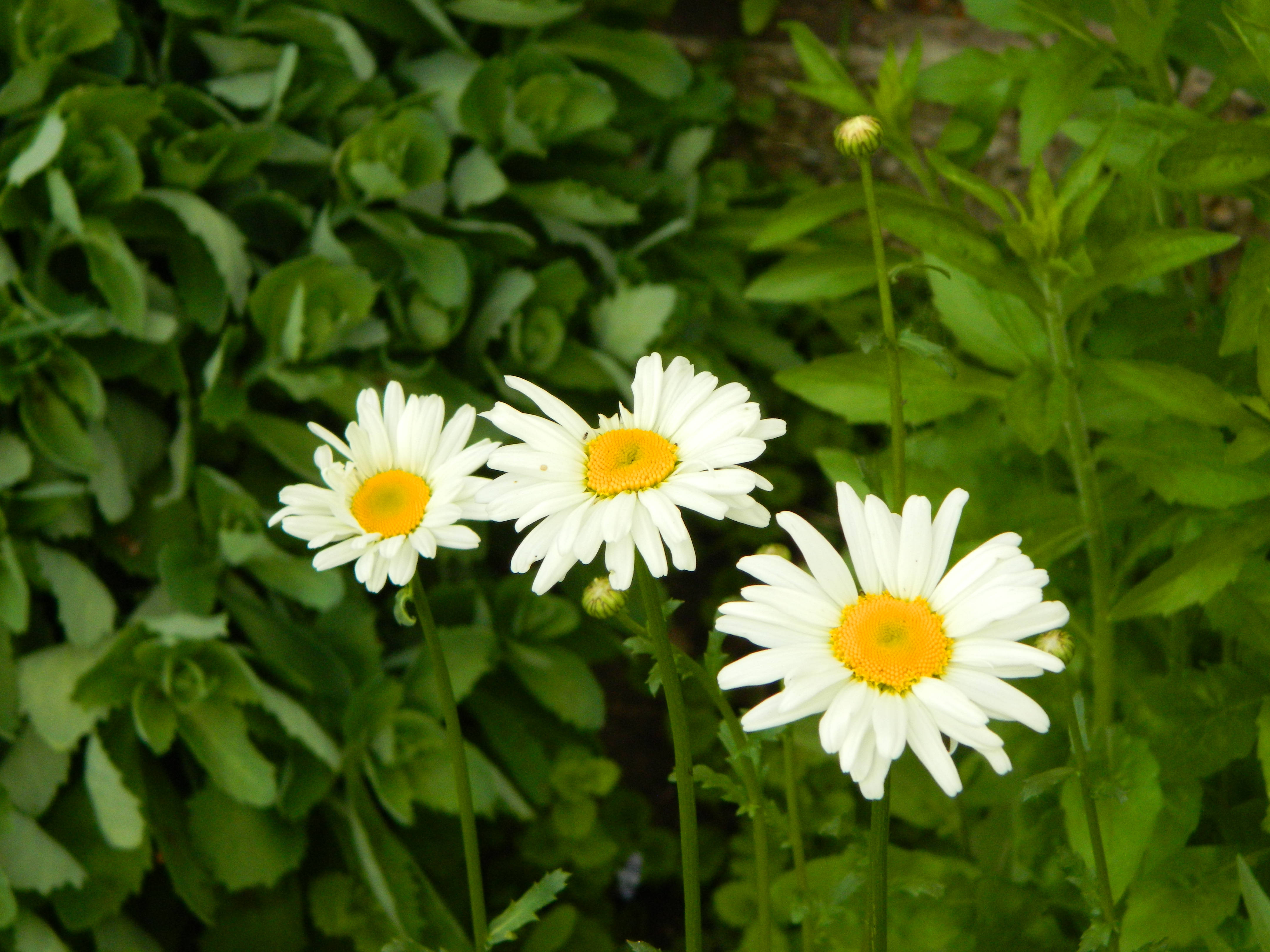 花朵 4K 桌布 壁紙 — 三朵充滿活力的雛菊，帶有明亮的黃色花心，在陽光明媚的花園中，在茂密的綠葉間盛開。
