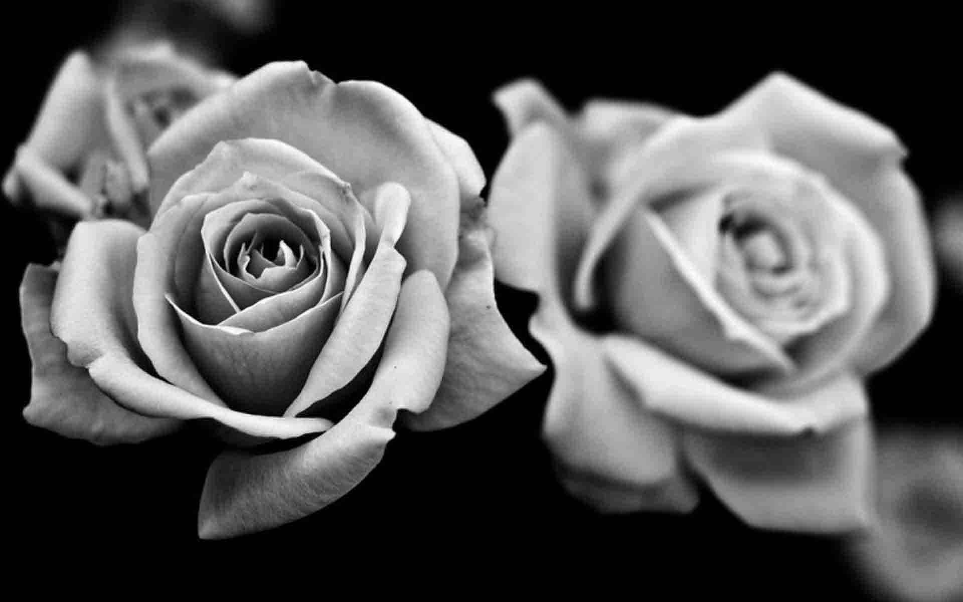 Rose Flower 桌布 壁紙 — 三朵單色玫瑰在純黑背景下綻放，淺景深凸顯中央花朵的複雜花瓣。