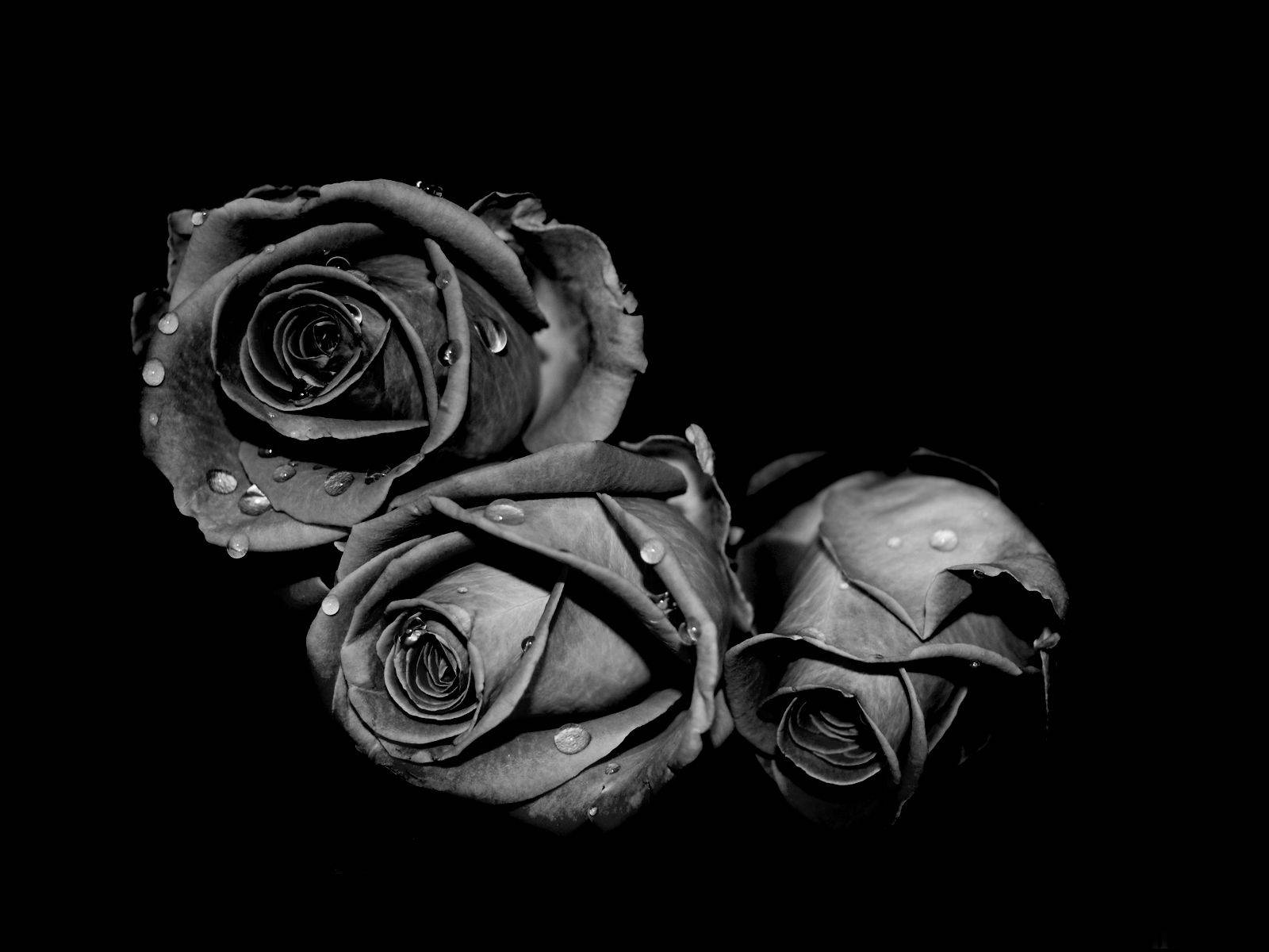 Rose Flower 桌布 壁紙 — 三朵單色玫瑰帶有露珠，在純黑背景上閃耀，形成高對比。