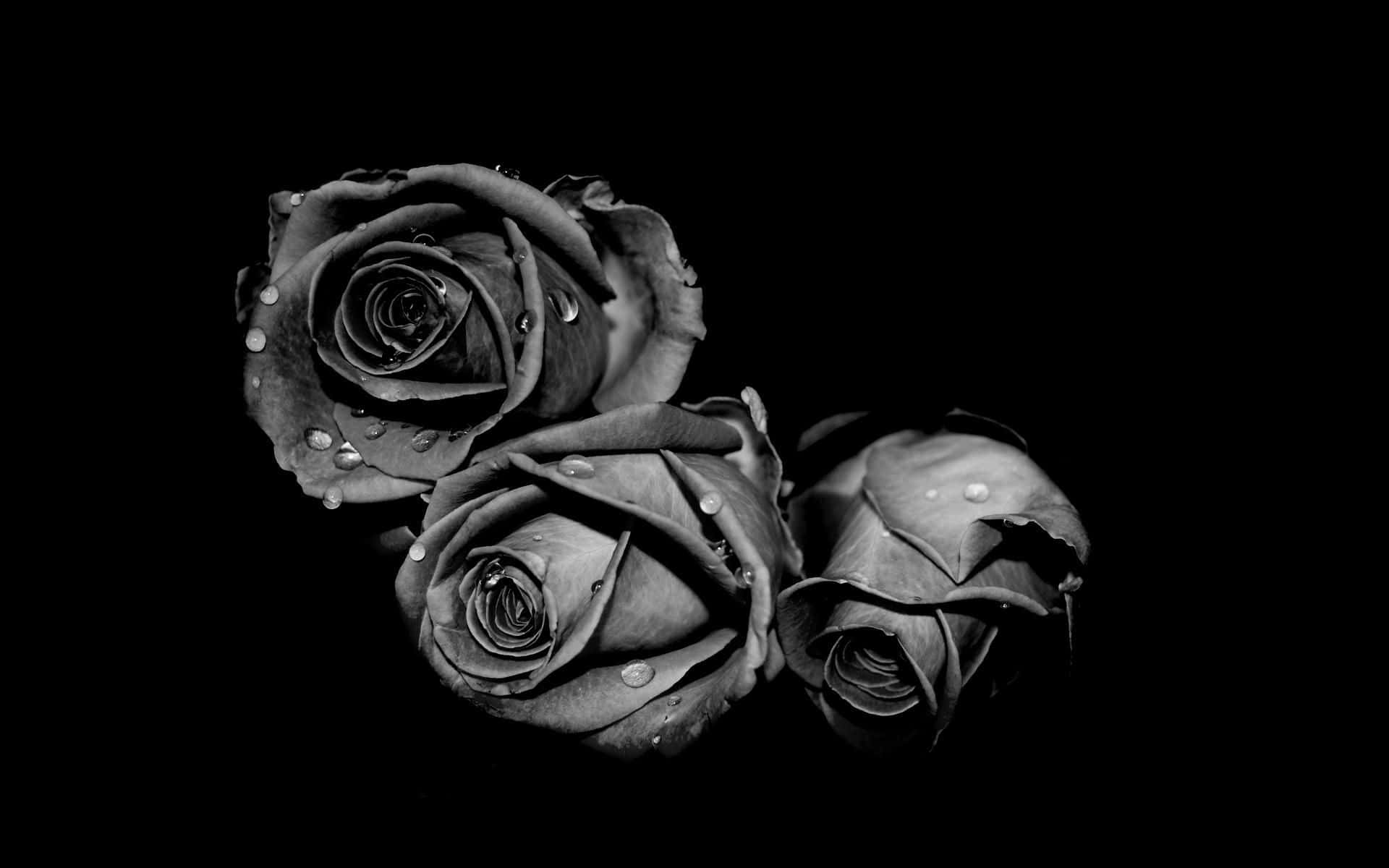 Black And White Flower 桌布 壁紙 — 三朵單色玫瑰帶有露珠，在高對比攝影中於純黑背景上閃爍。