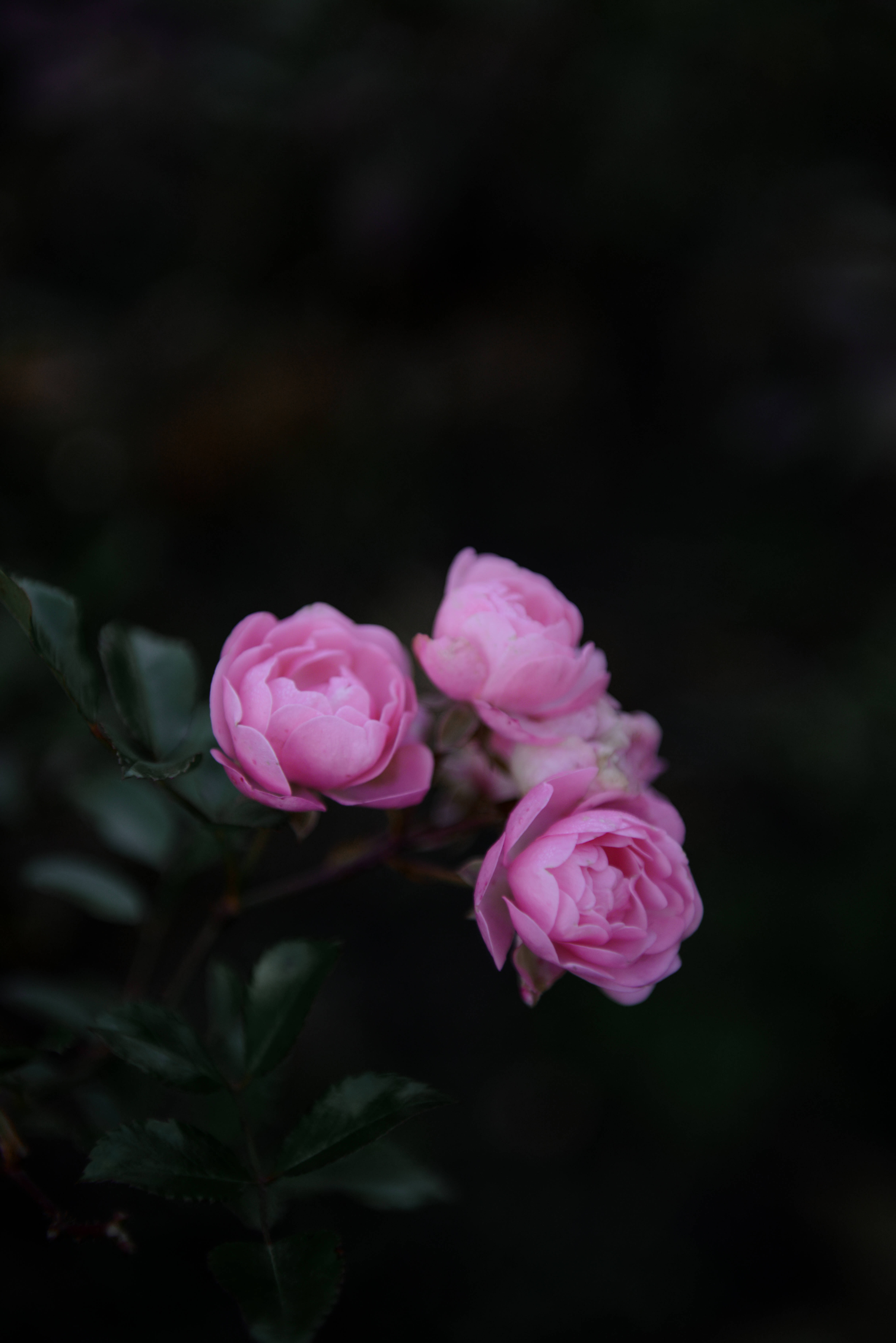 rose aesthetic phone 桌布 壁紙 — 三朵嬌嫩的粉紅玫瑰在深色模糊背景中搭配深綠色葉子柔和綻放。