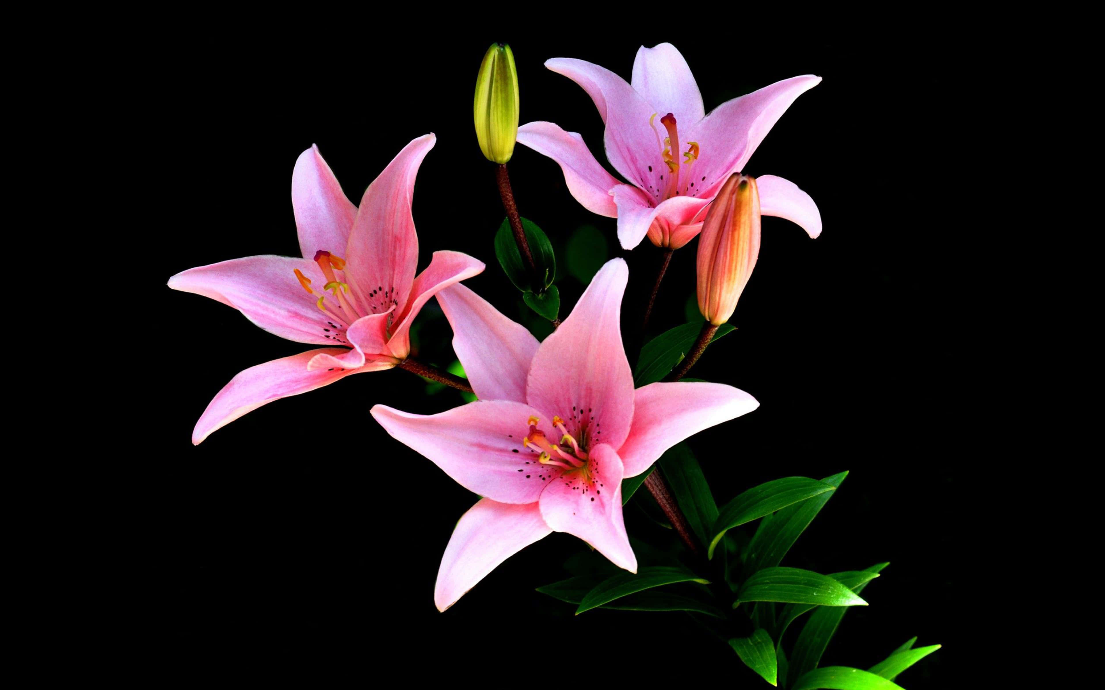 lily 桌布 壁紙 — 三朵嬌嫩的粉紅百合，襯著翠綠葉片，在純黑背景中綻放，展現鮮豔的花蕊與未開的花蕾。