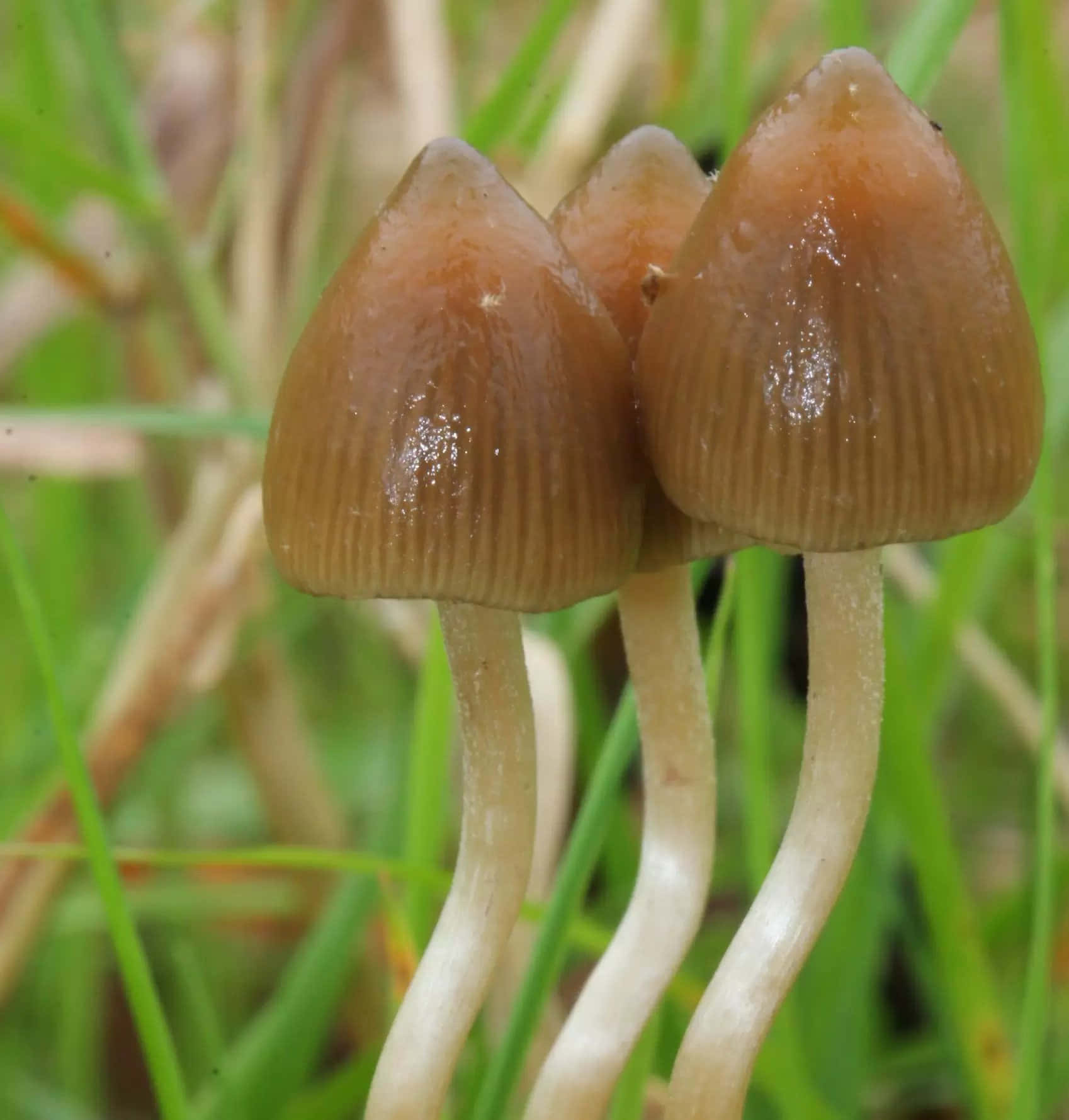 Magic Mushroom 桌布 壁紙 — 三朵帶有棱紋菌蓋和淺色菌柄的小啡色蘑菇，從翠綠的草地中特寫冒出。